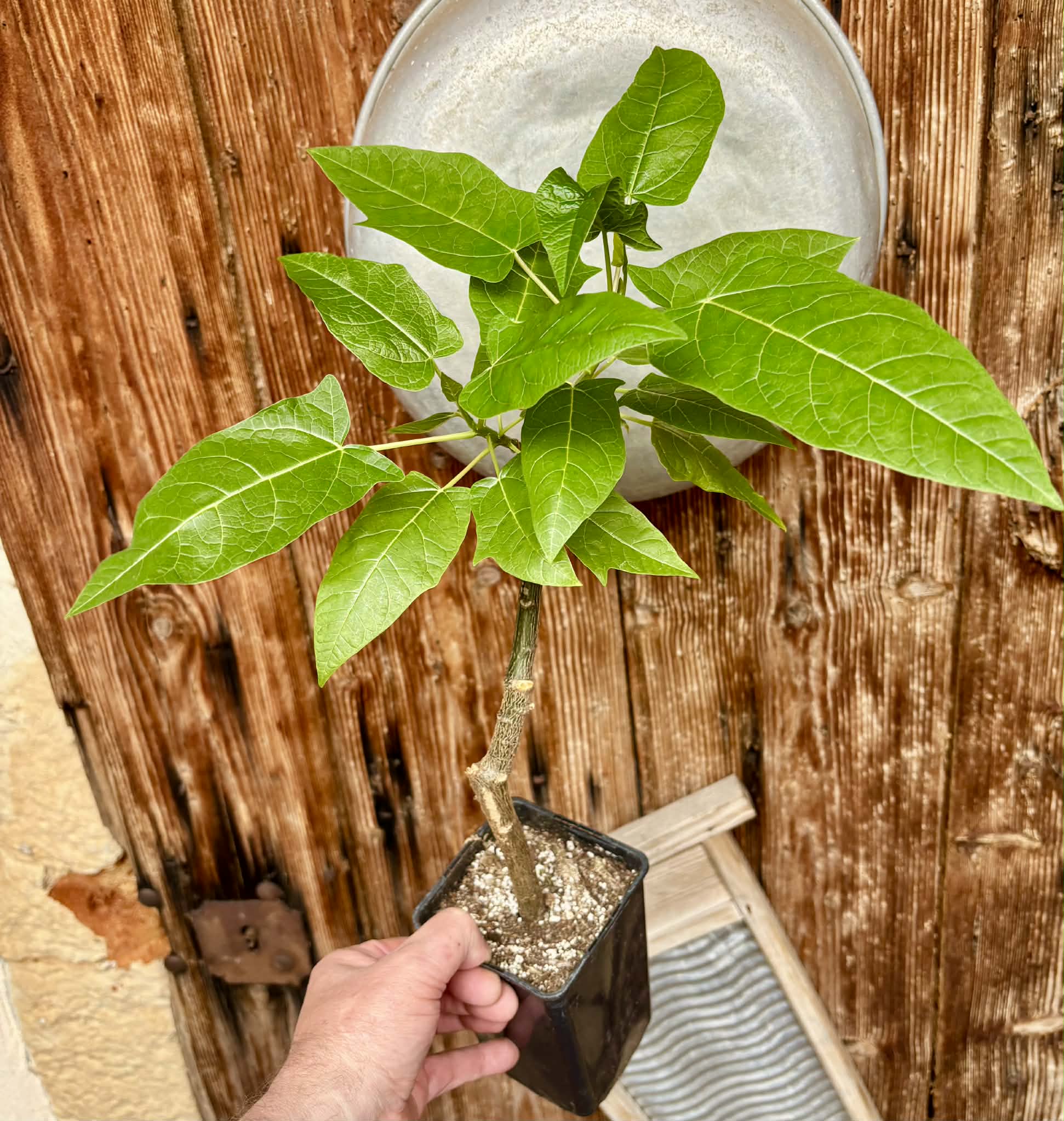Oak Leaf Papaya (Vasconcellea quercifolia) - 1 potted plant / 1 getopfte Pflanze