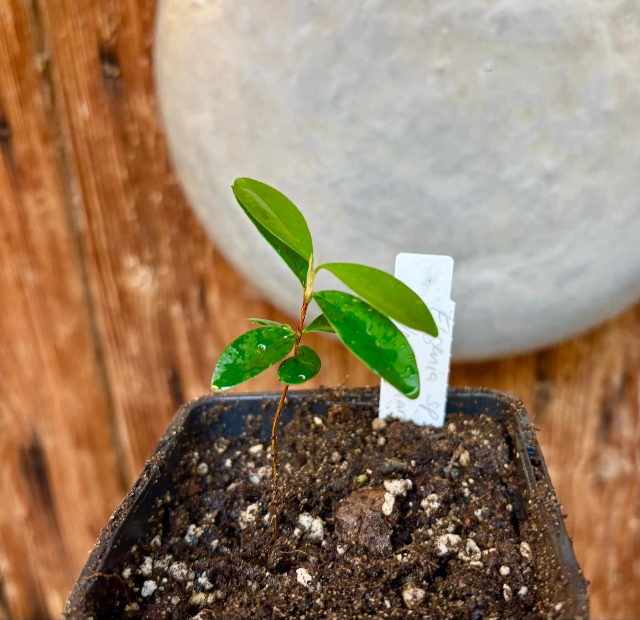 Eugenia sp Nova Rio Guari - 1 small potted seedling / 1 kleiner, getopfter Sämling