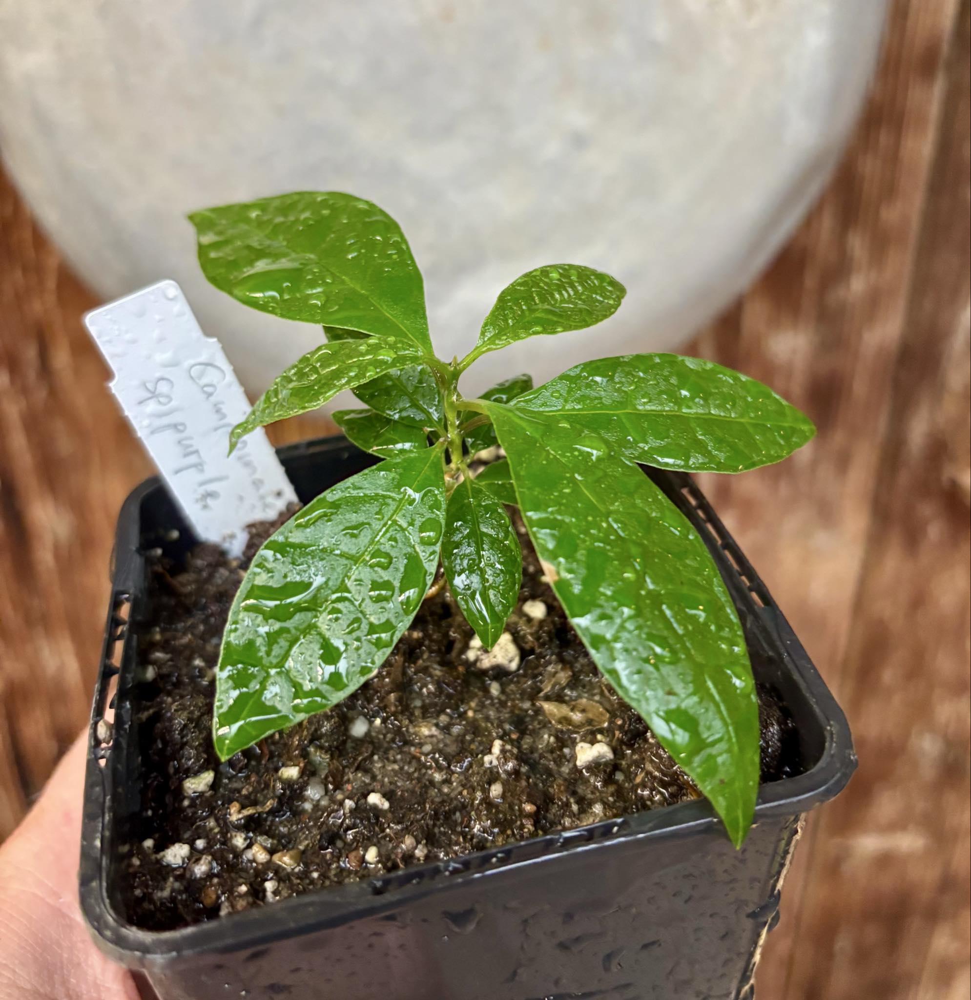 Campomanesia sp purple -  1 small potted seedling / 1 kleiner, getopfter Sämling Campomanesia sp purple -  1 small potted seedling / 1 kleiner, getopfter Sämling