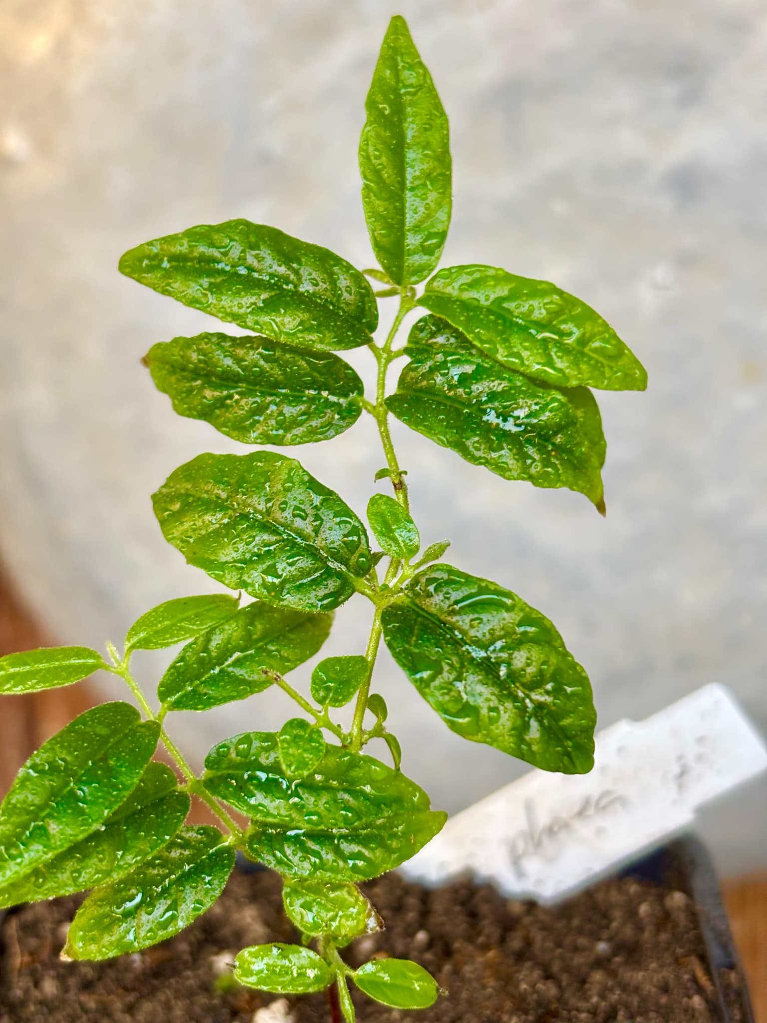 Campomanesia phaea - Flying Saucer Fruit - Cambuci  - 1  potted plant / 1 getopfte Pflanze