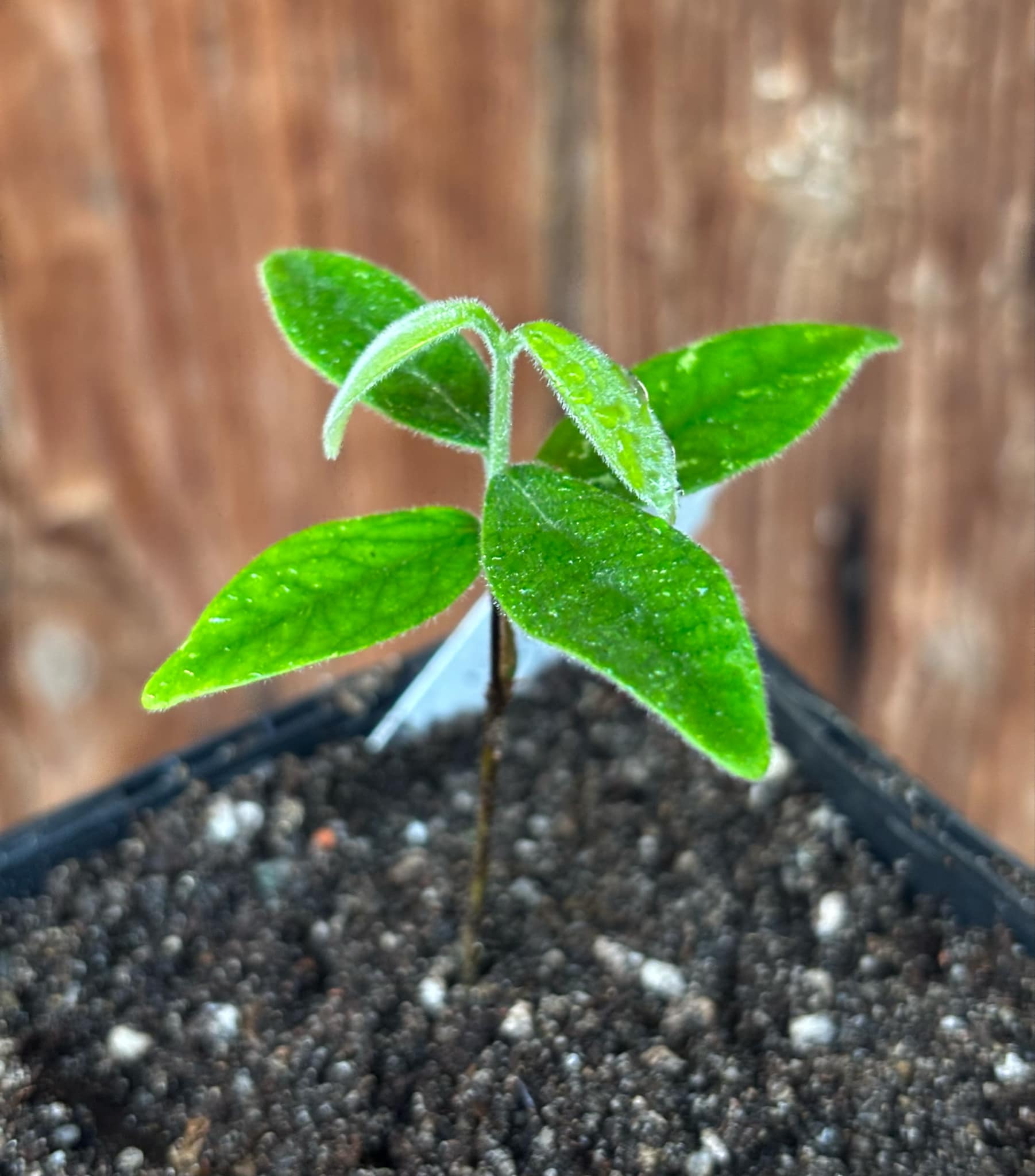Eugenia caipora BIG - 1 potted plant / 1 getopfte Pflanze Eugenia caipora BIG - 1 potted plant / 1 getopfte Pflanze