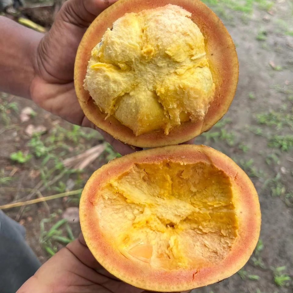 Pouteria aff. macrocarpa - 1 germinated seed / 1 gekeimter Samen