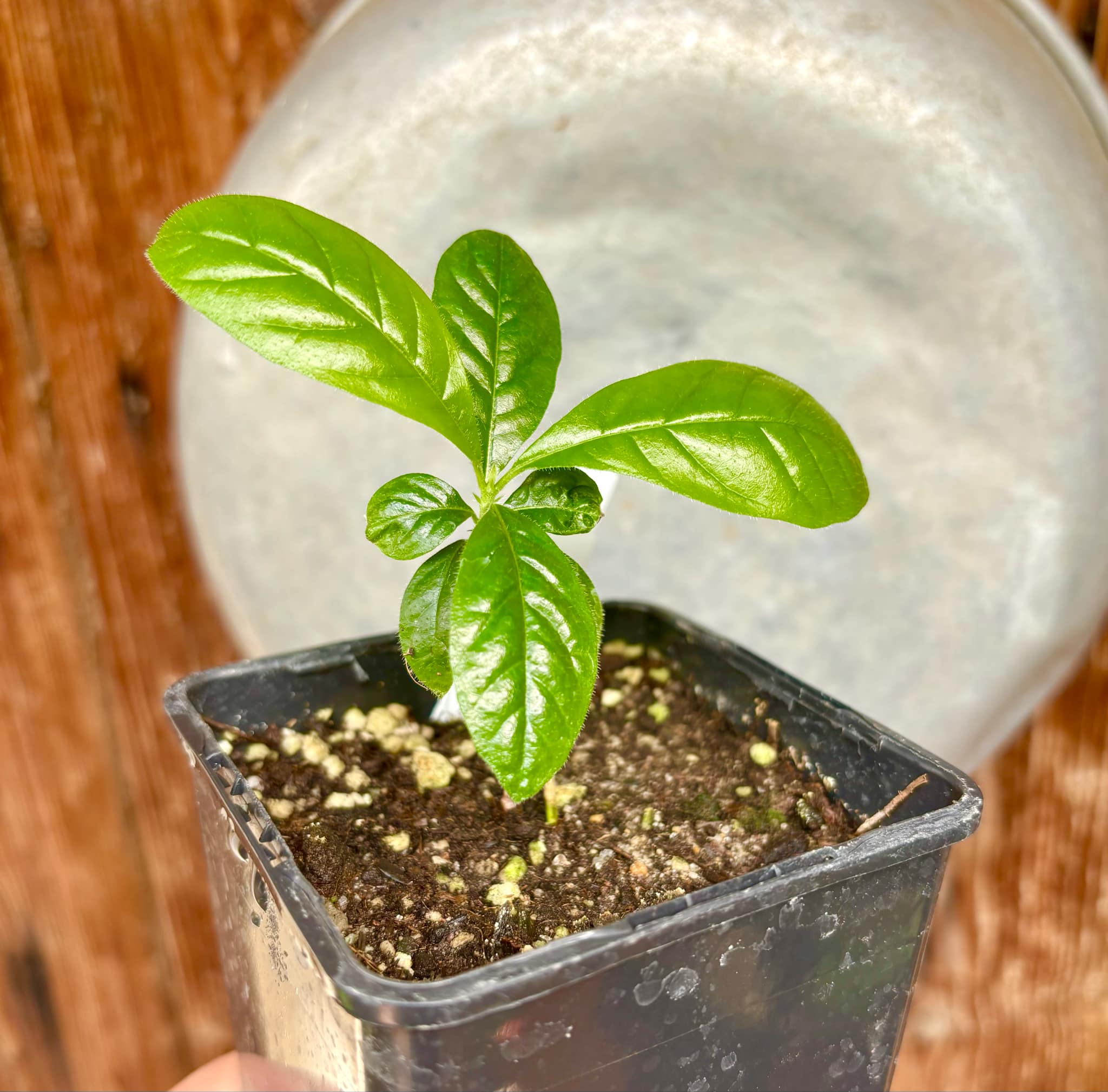 Randia sp Mexico  - 1 small seedling / 1 kleiner Sämling