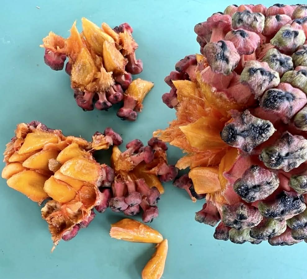 Yara Yara (Duguetia lepidota)  - 1 fresh seed / 1 frischer Samen