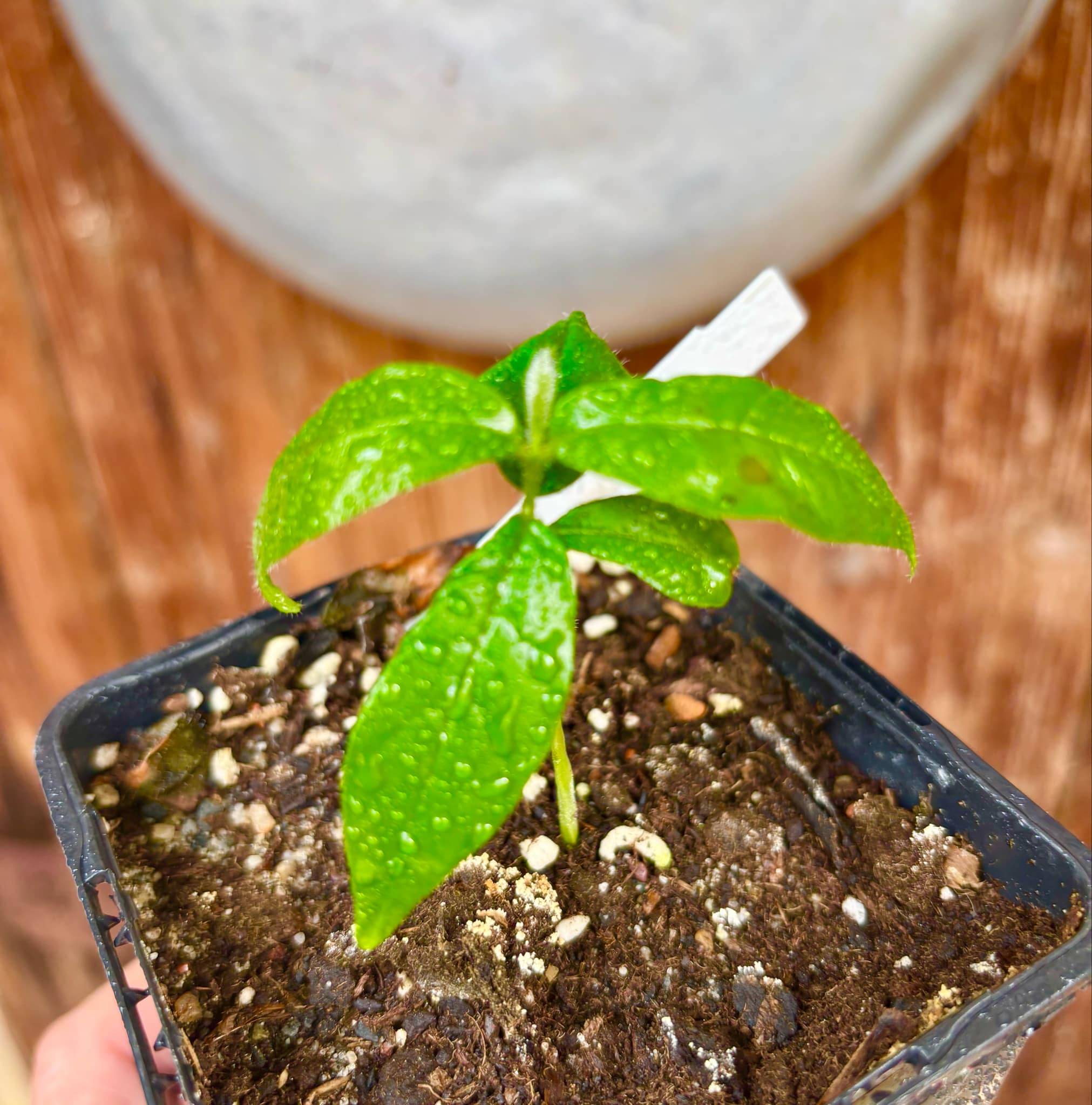 Campomanesia sp Sul da Bahia Super - 1 small potted seedling / 1 kleiner, getopfter Sämling