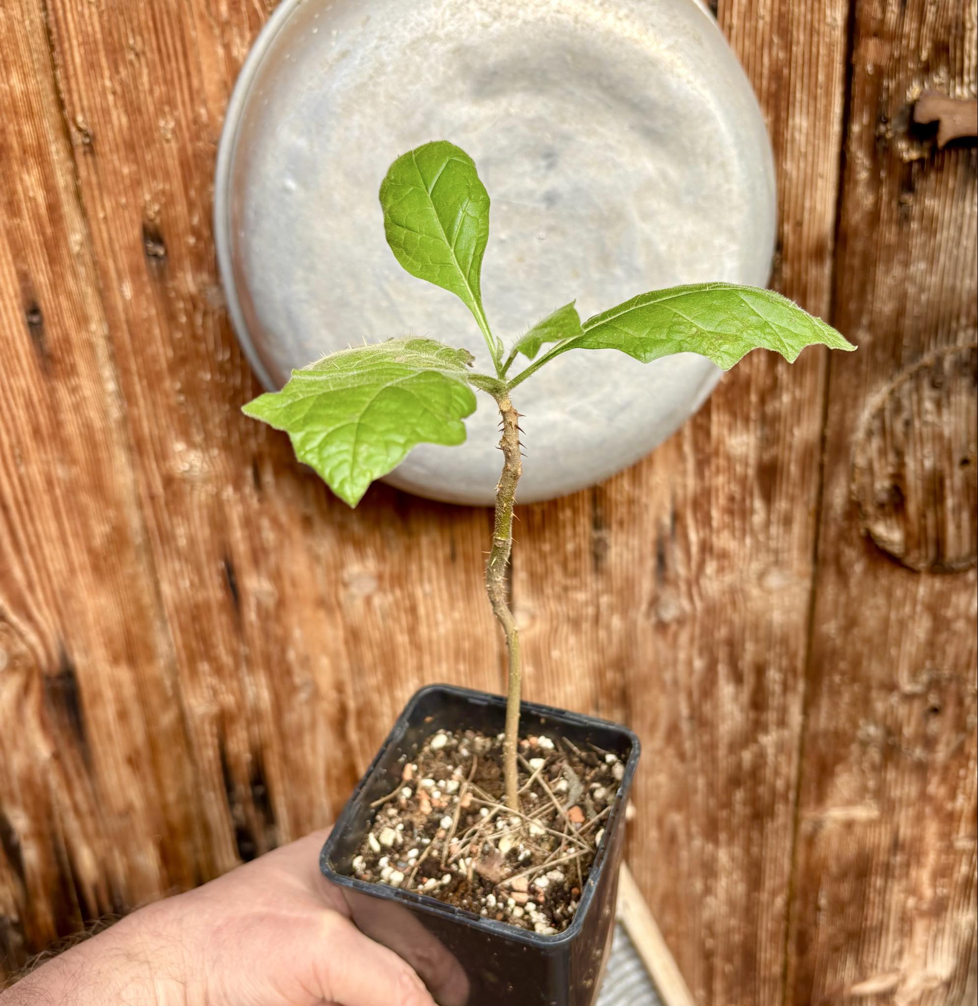 Juã-Açu - Solanum oocarpum - 1 potted plant / 1 getopfte Pflanze