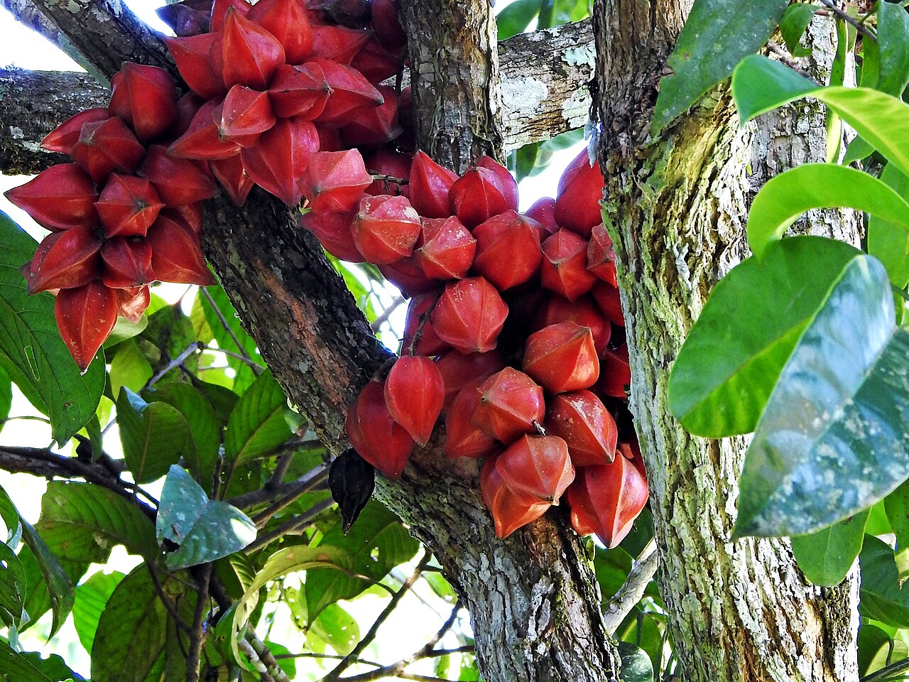 Pre Order - Red Star Fruit (Baccaurea angulata) - 1 fresh seed / 1 frischer Samen