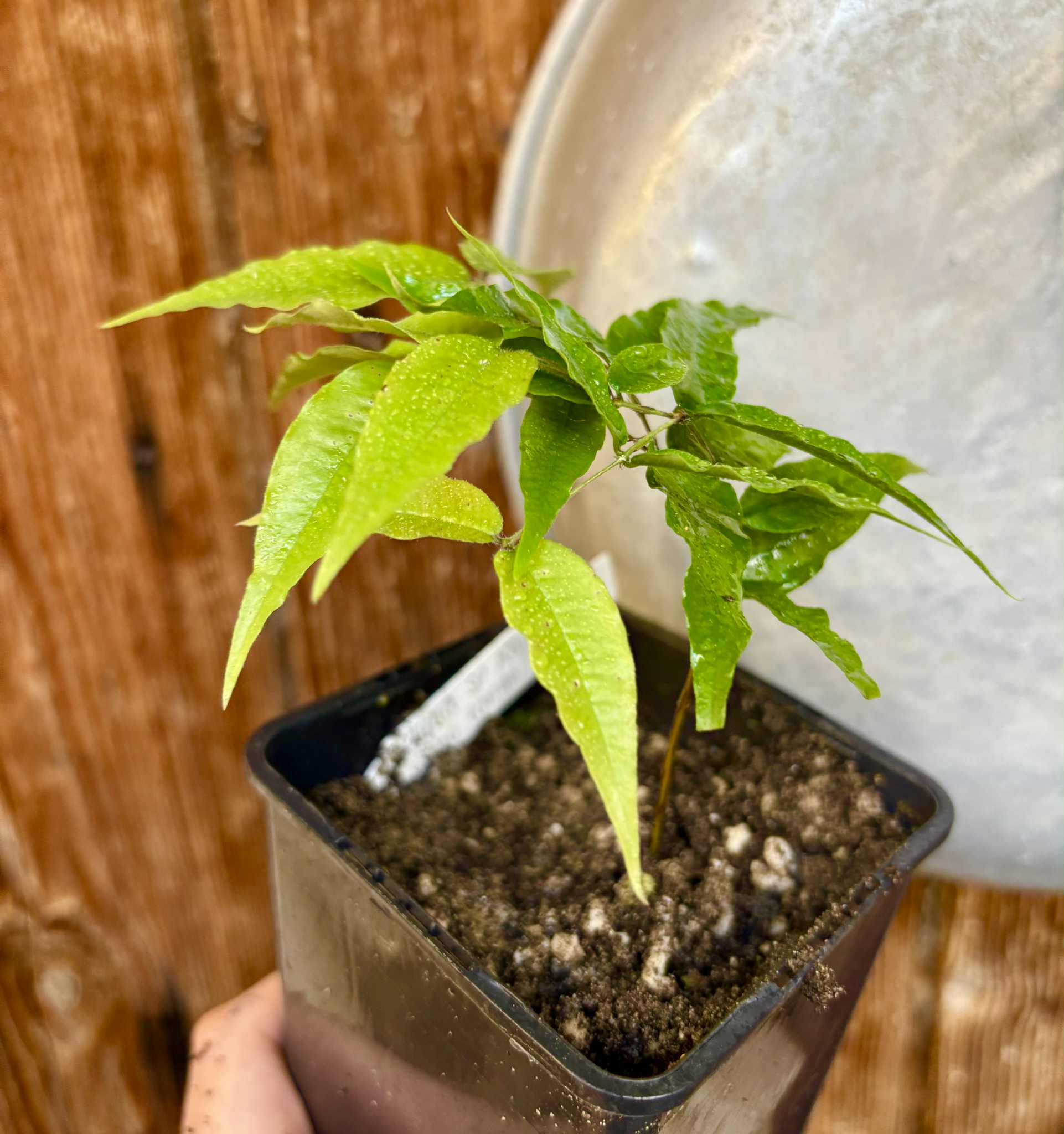 Jaboticaba - Plinia sp Rajada Cabo longo verde - 1 potted seedling / 1 getopfter Sämling Jaboticaba - Plinia sp Rajada Cabo longo verde - 1 potted seedling / 1 getopfter Sämling