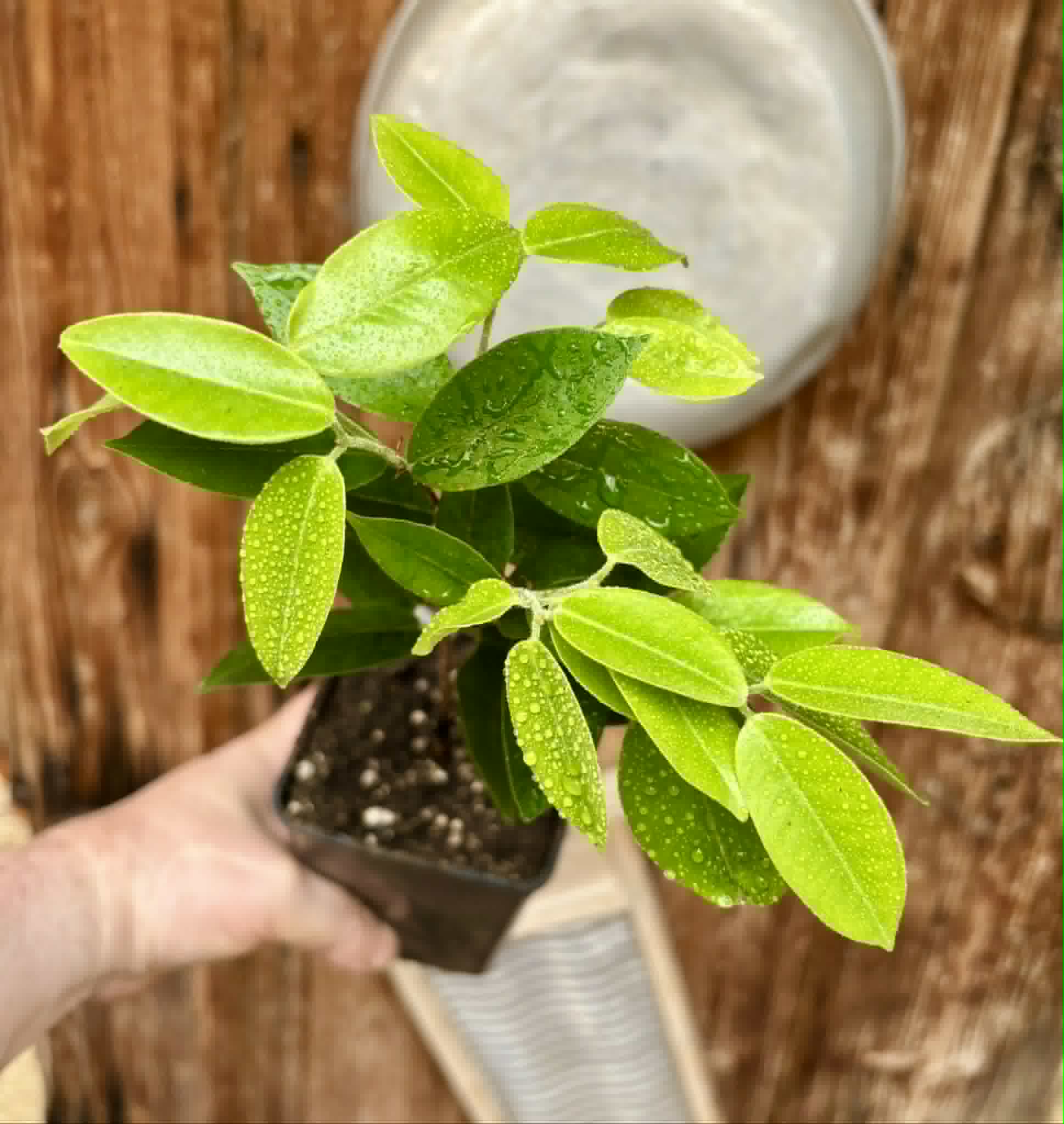 Cambuca (Plinia edulis) - 1 potted seedling / 1 getopfter Sämling