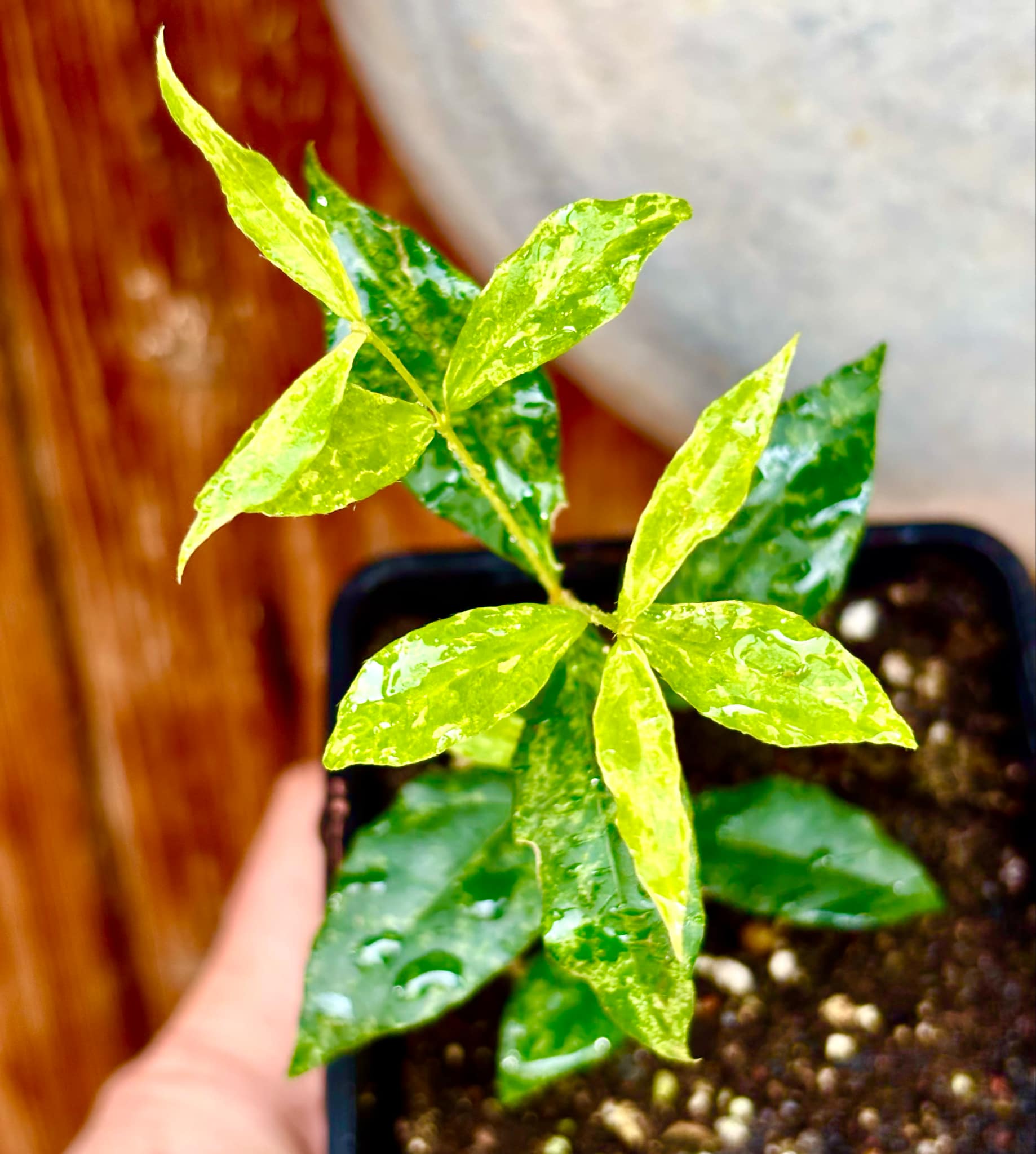 variegated Acerola (Malpighia glabra) rooted cutting - 1 potted rooted cutting / 1 getopfter, bewurzelter Steckling