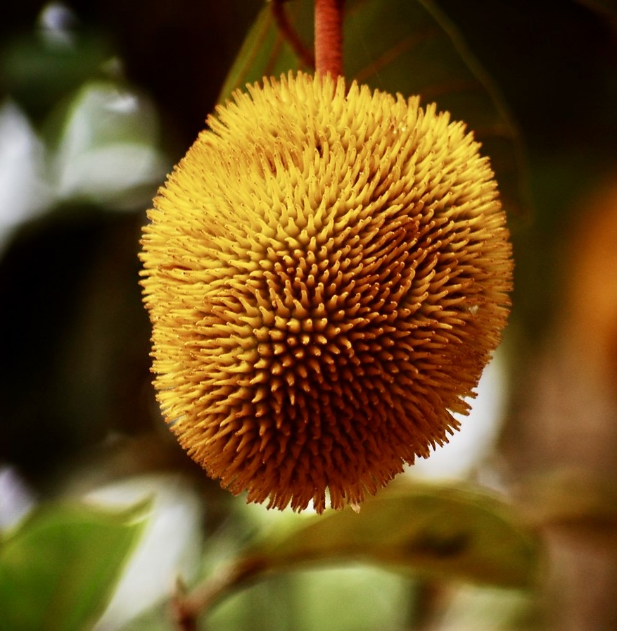 Artocarpus hirsutus  -  1 fresh seed / 1 frischer Samen