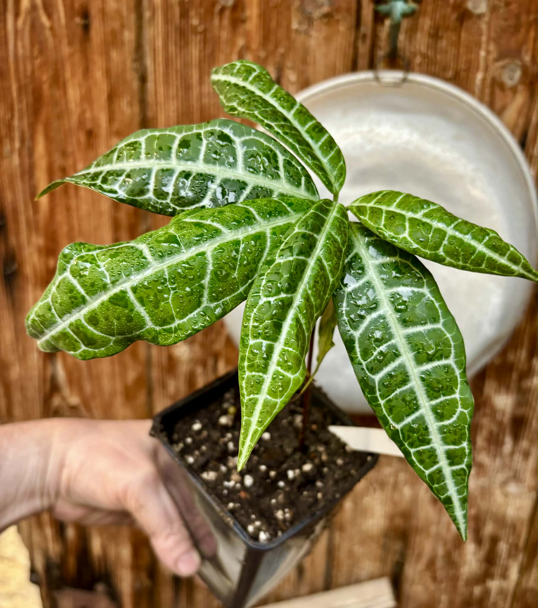 Eugenia sp Labisia Nr. 1 -  1 potted seedling / 1 getopfter Sämling