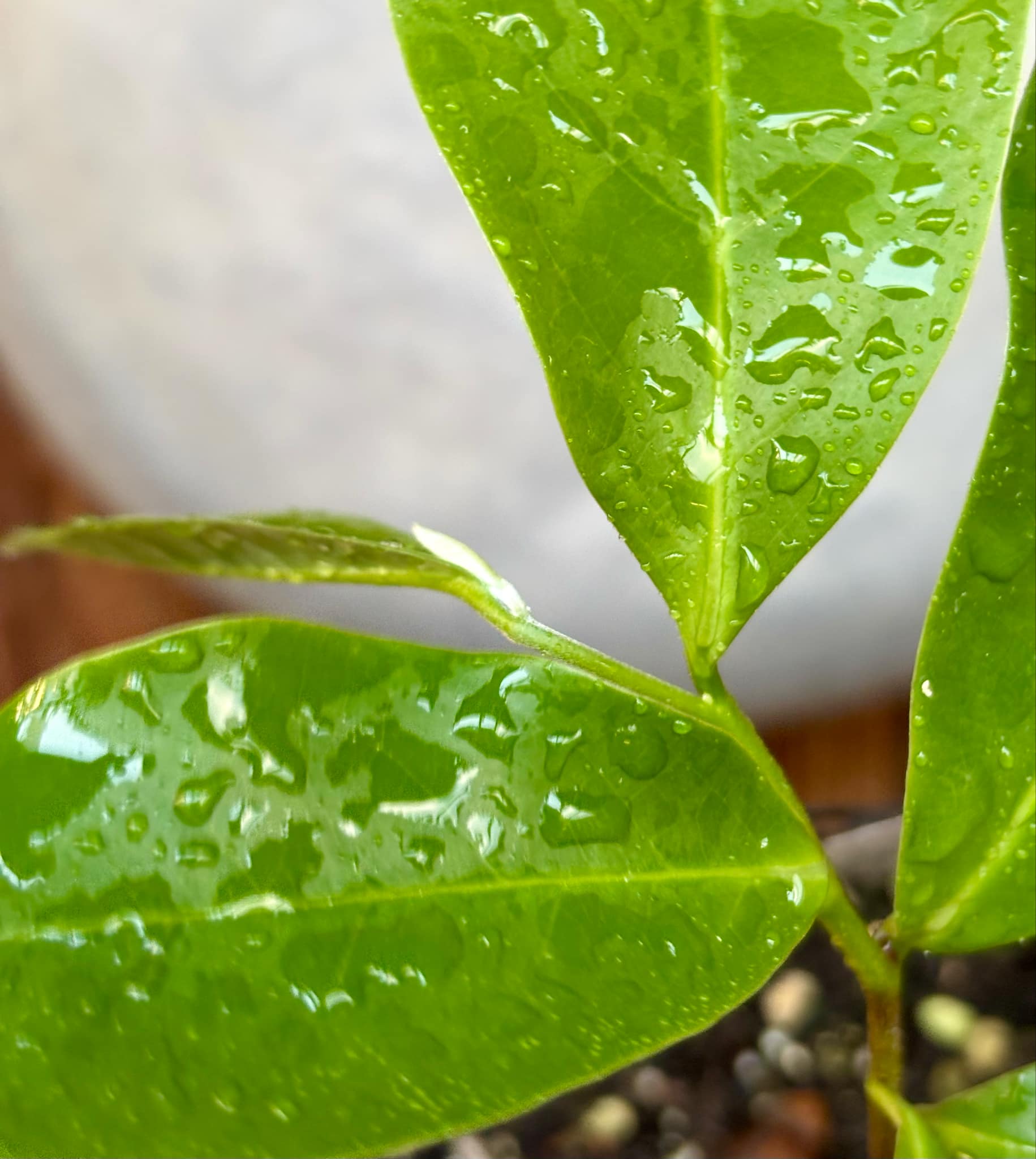 Annona montana - Mountain Soursop - 1 potted plant / 1 getopfte Pflanze