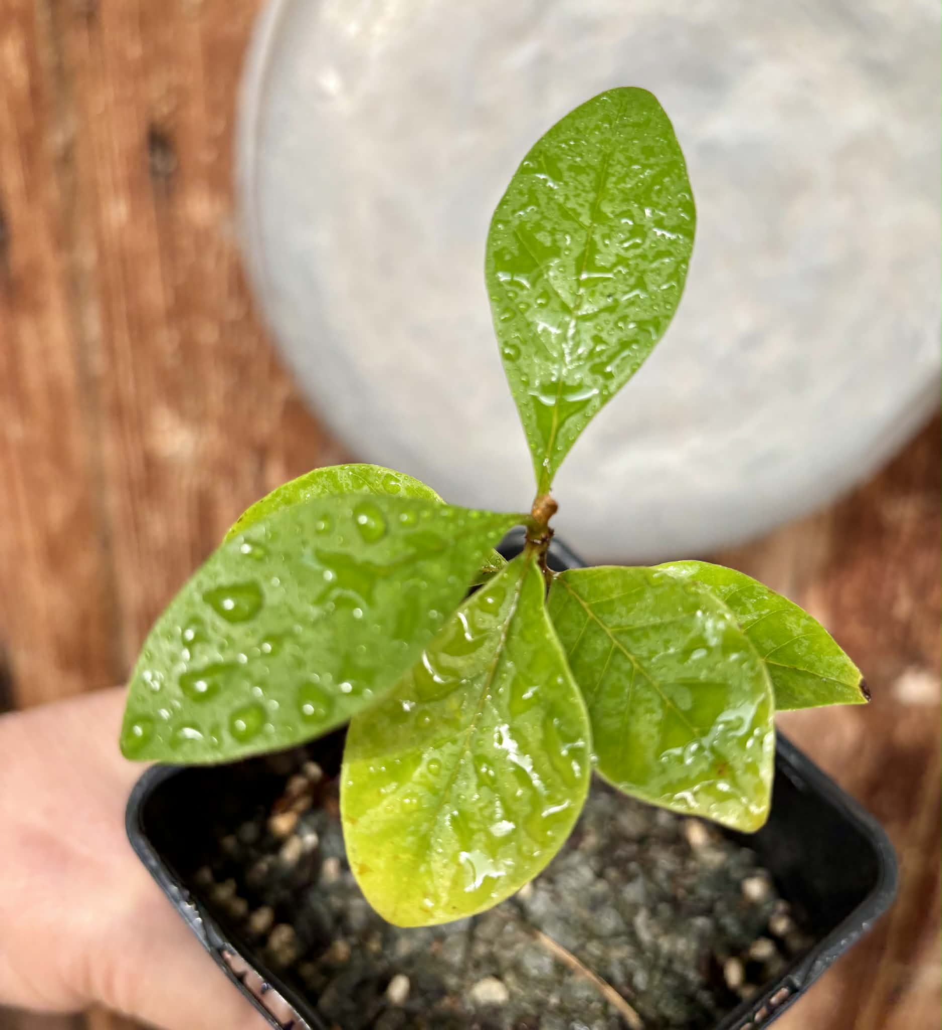 Marmixa (Pradosia lactescens) - 1 potted plant / 1 getopfte Pflanze