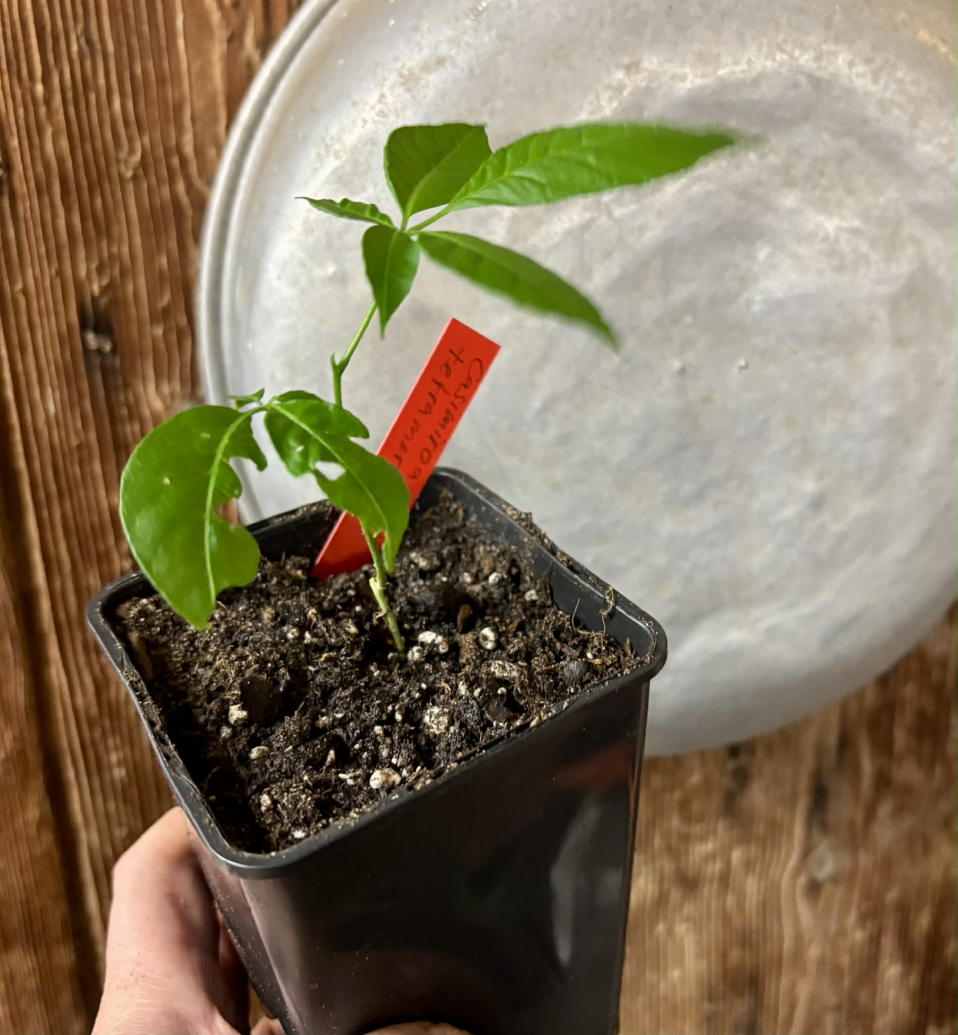 Wooly Leaved Sapote (Casimiroa tetrameria)  -  1 potted seedling / 1 getopfter Sämling