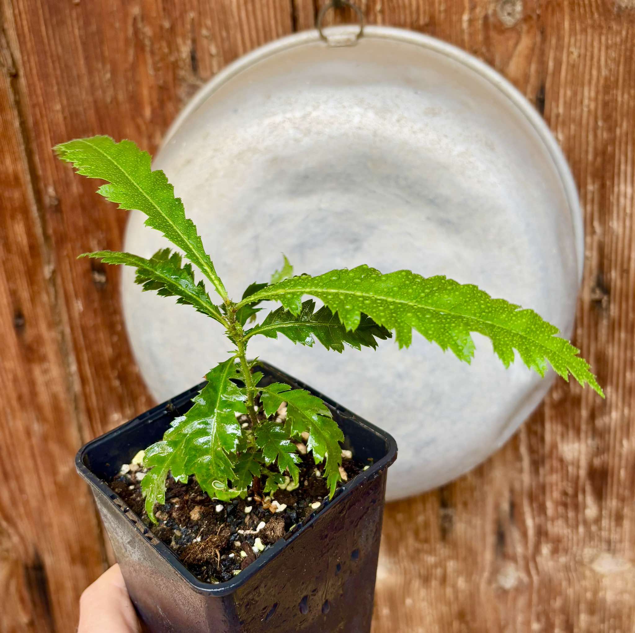 Yangmei - Myrica rubra - 1 potted plant / 1 getopfte Pflanze Yangmei - Myrica rubra - 1 potted plant / 1 getopfte Pflanze