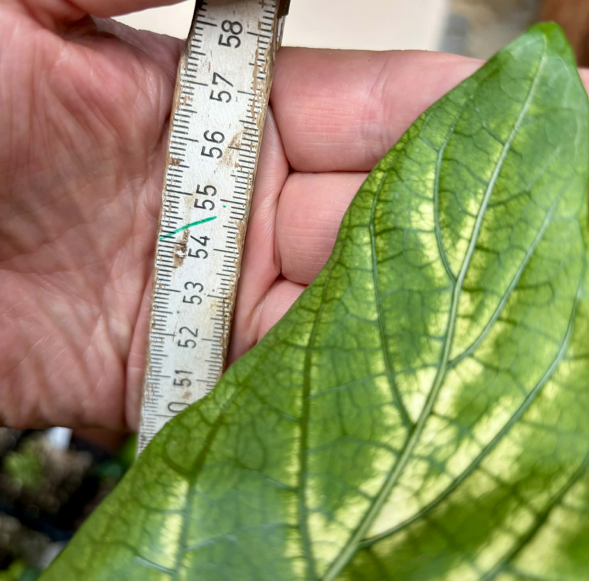 Noni Variegated (Morinda citrifolia) - 1 potted plant / 1 getopfte Pflanze