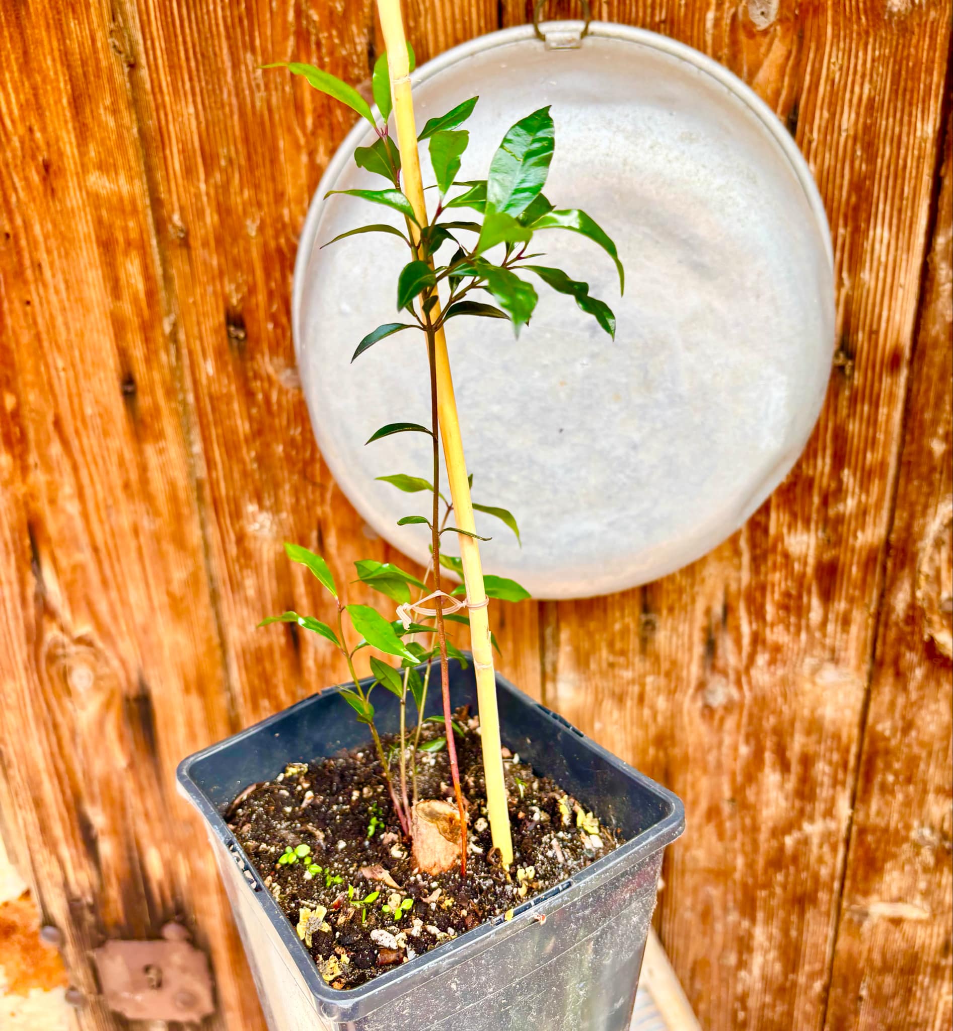 Syzygium smithii - Lilly Pilly - 1 potted plant / 1 getopfte Pflanze