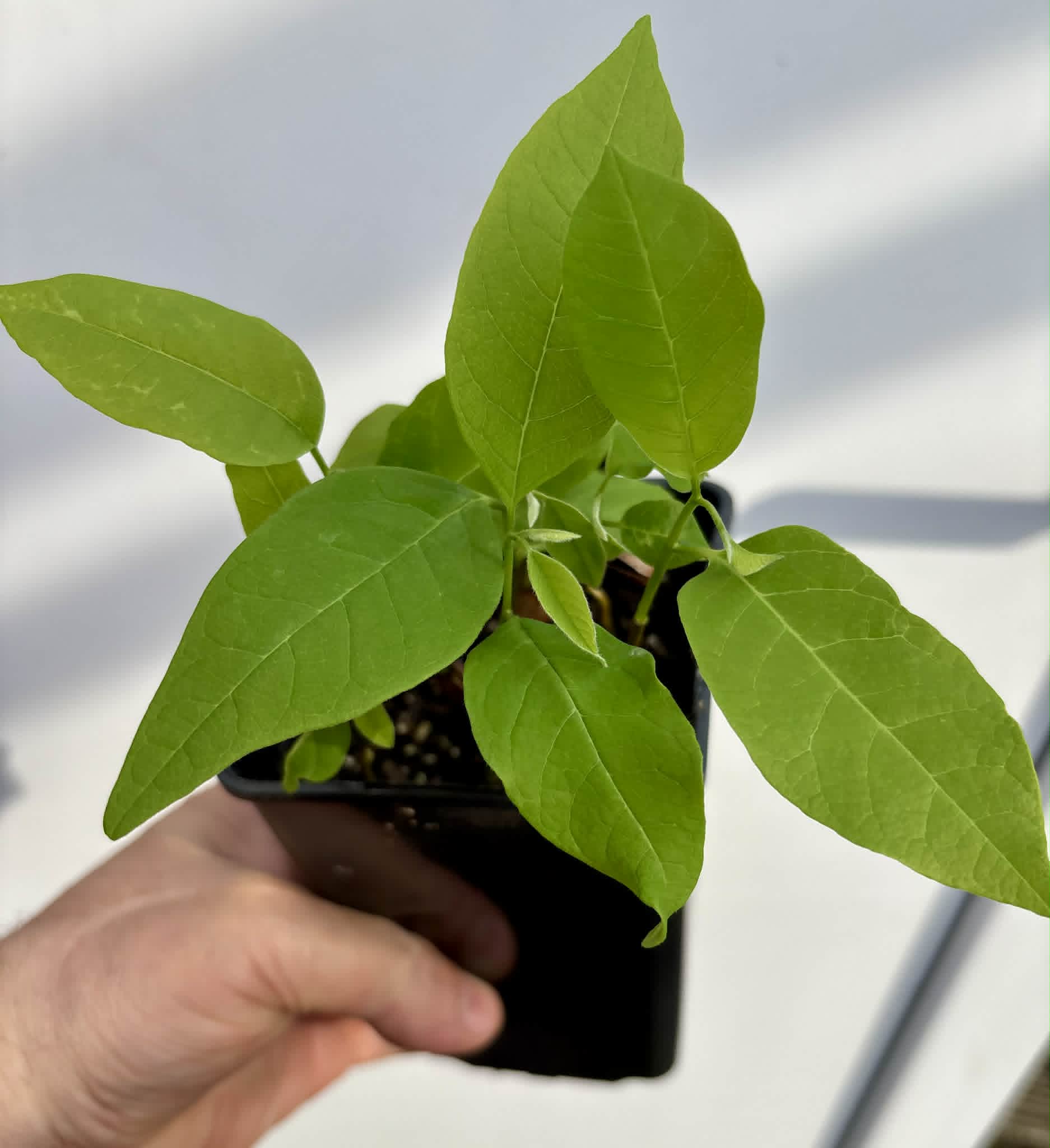 10 in 1 pot - Atemoya Thompson - 10 seedlings in one pot / 10 Sämlinge in einem Topf