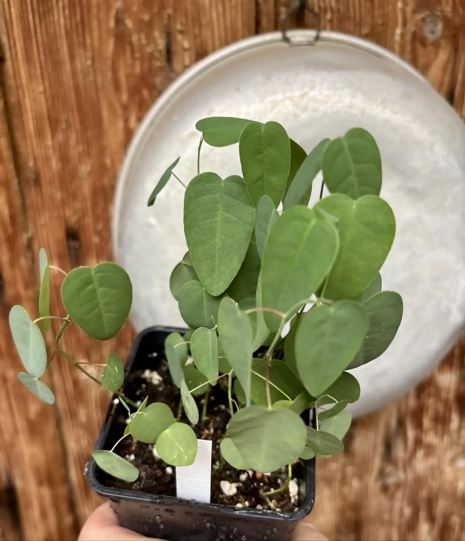 10 in 1 pot - Passiflora silvestris - 10 seedlings in one pot / 10 Sämlinge in einem Topf