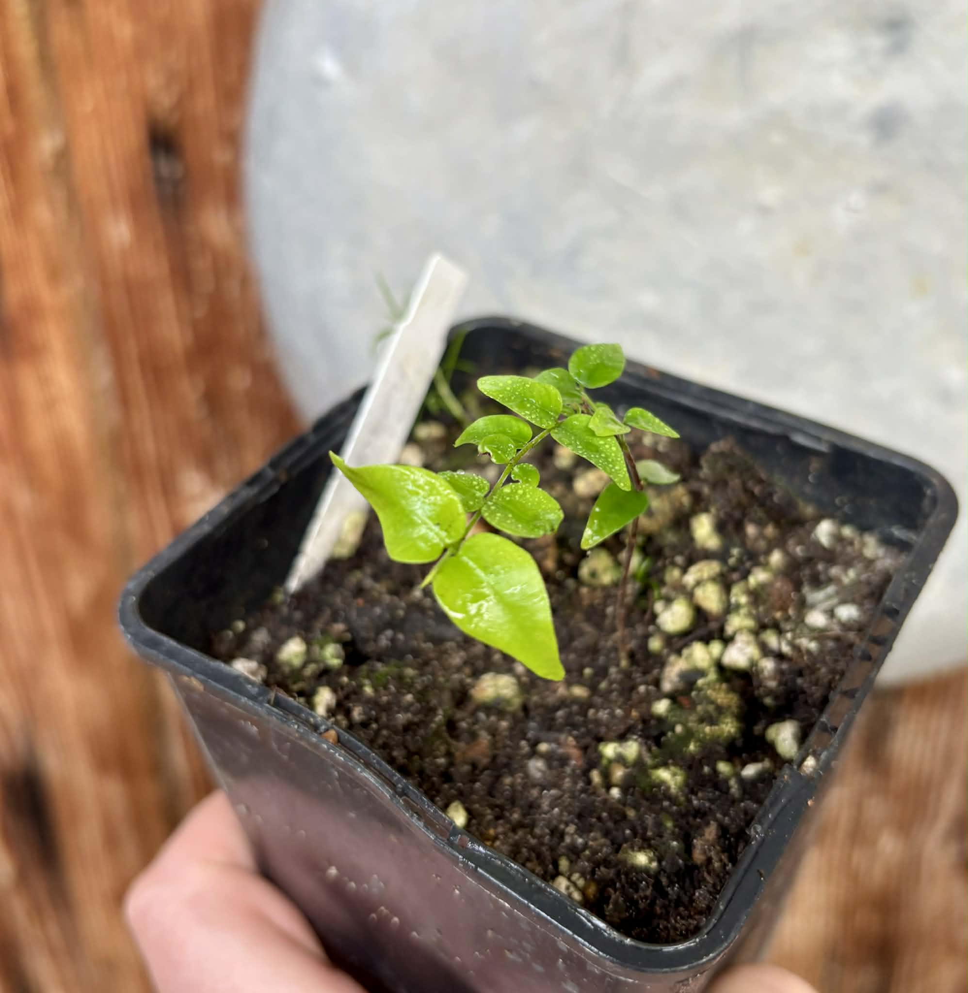 Myrciaria sp Maruim - 1 potted seedling / 1 getopfter Sämling