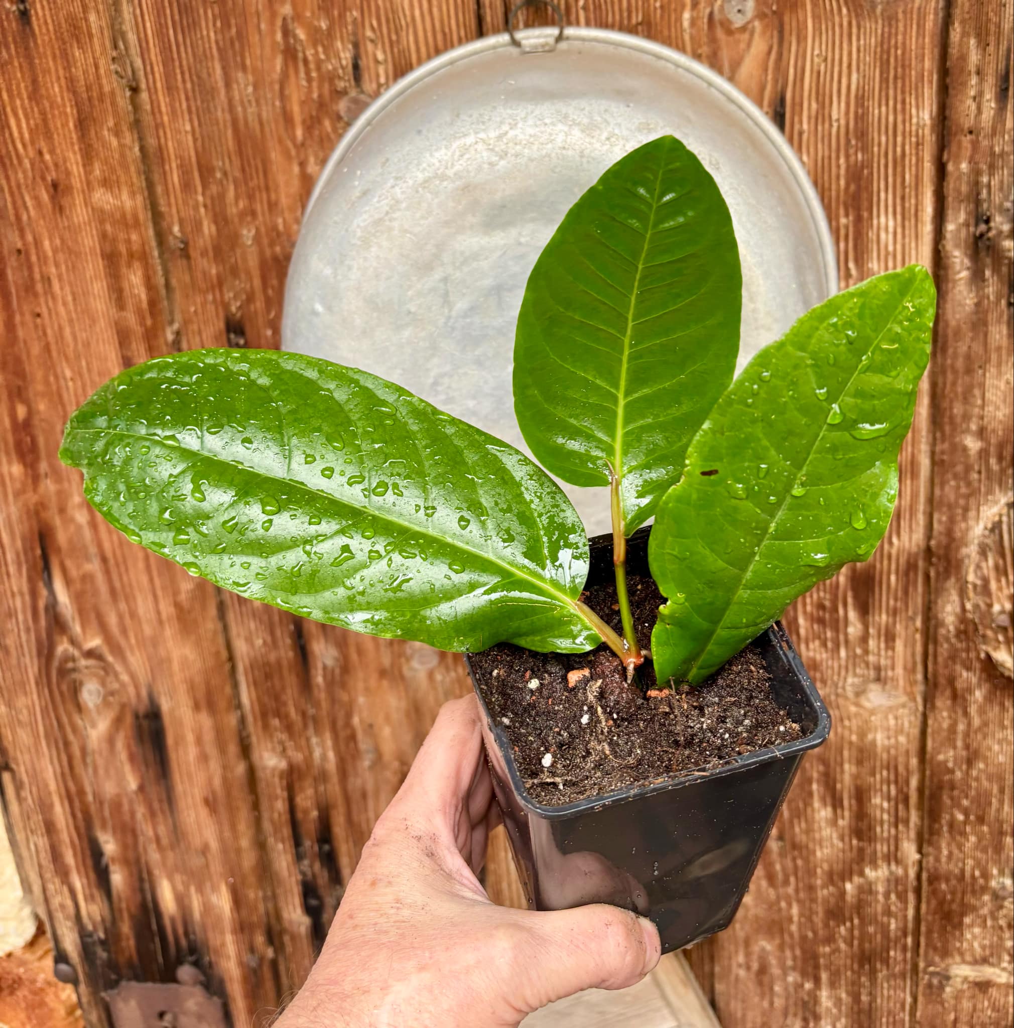 rooted cutting - Long Pepper  (Piper longum) - 1 potted plant / 1 getopfte Pflanze