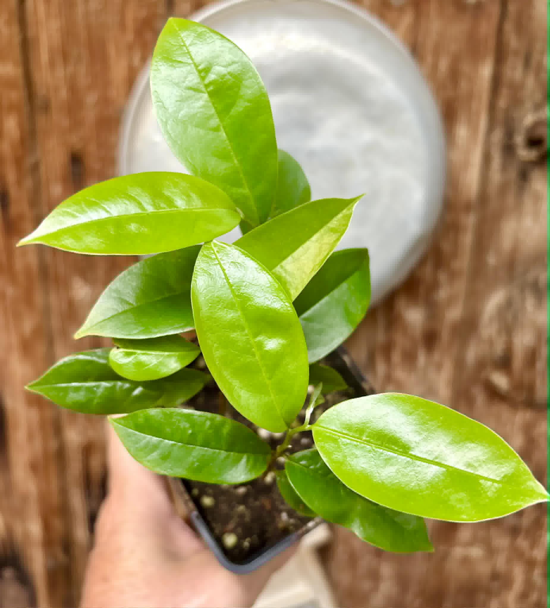 3 in 1 pot - Annona muricata - Soursop / Stachelannone - 3 seedlings in one pot / 3 Sämlinge in einem Topf 