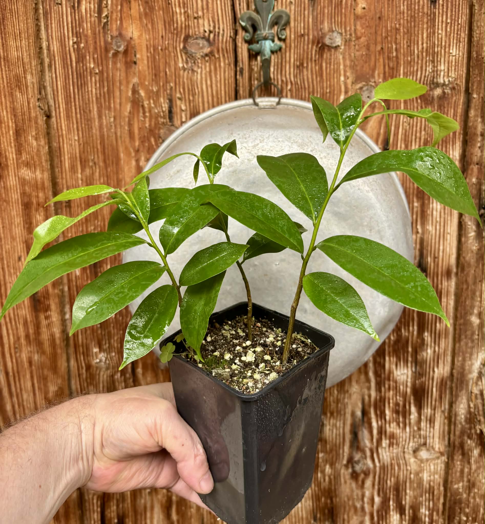 3 in 1 pot - Annona muricata - Soursop / Stachelannone - 3 seedlings in one pot / 3 Sämlinge in einem Topf 