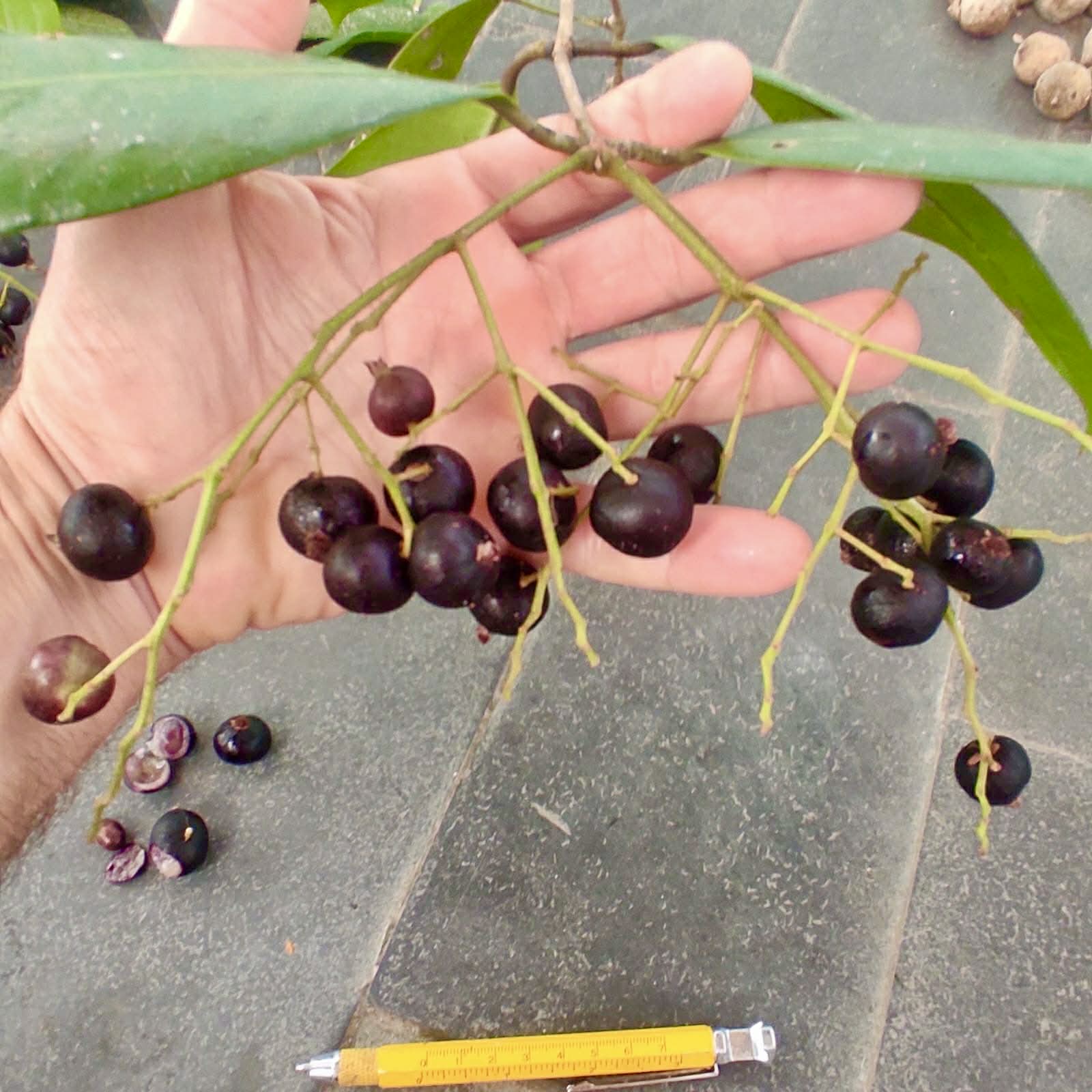 Pre Order - Myrcia sp Jaboticaba de Penca -  1 fresh seed / 1 frischer Samen