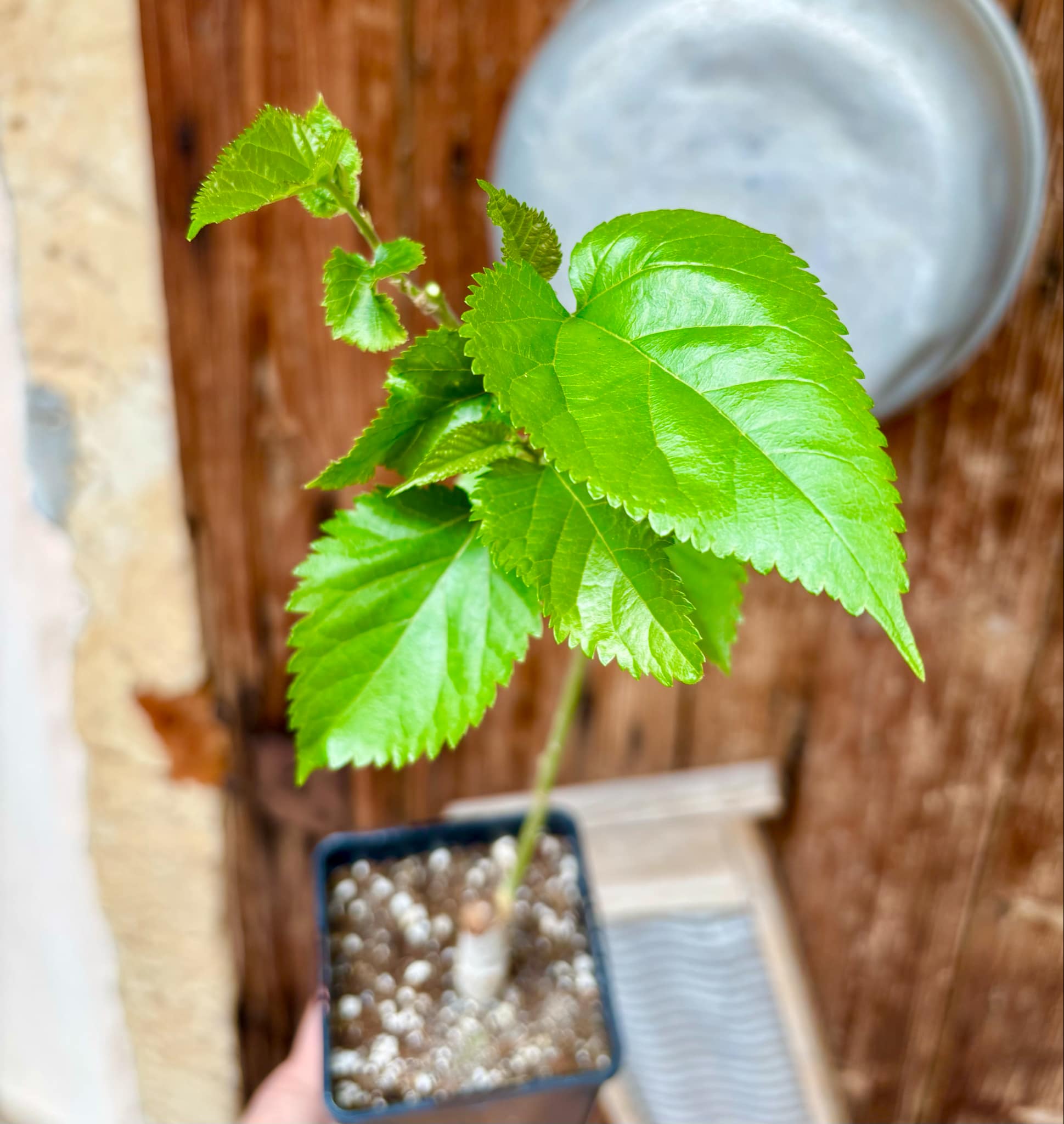 Mulberry Chiang Mai 60 - rotted cutting - 1 potted plant / 1 getopfte Pflanze Mulberry Chiang Mai 60 - rotted cutting - 1 potted plant / 1 getopfte Pflanze