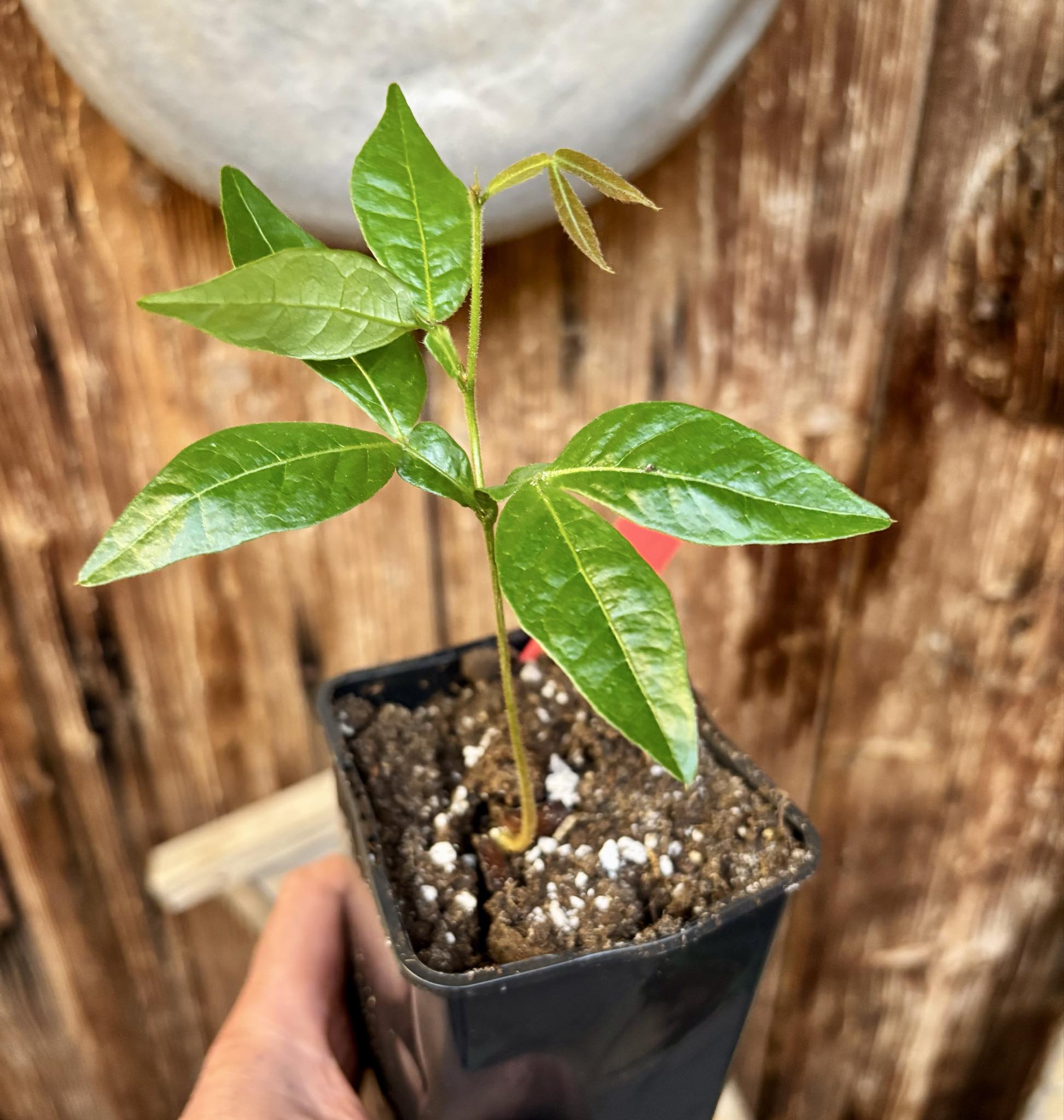 Inga velutina  - 1 potted seedling / 1 getopfter Sämling