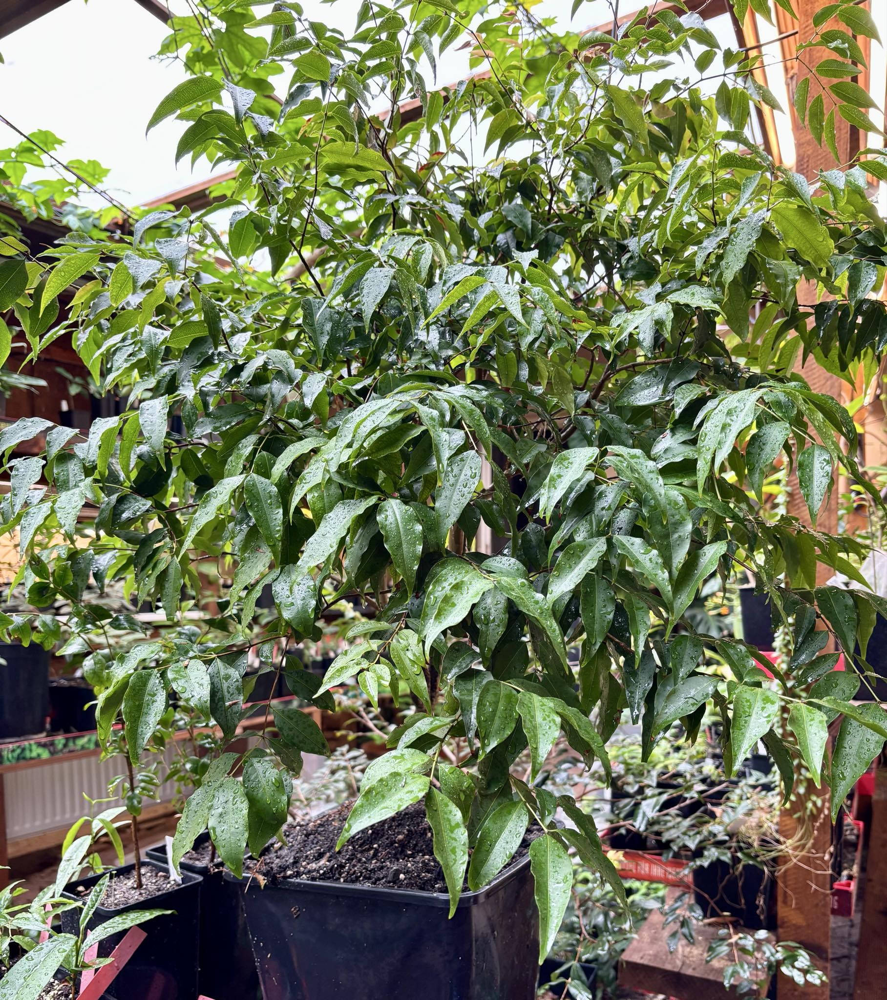 8+ years old - Jaboticaba Cafe Rajada (Plinia trunciflora var Cafe Rajada) - 1 potted plant / 1 getopfte Pflanze