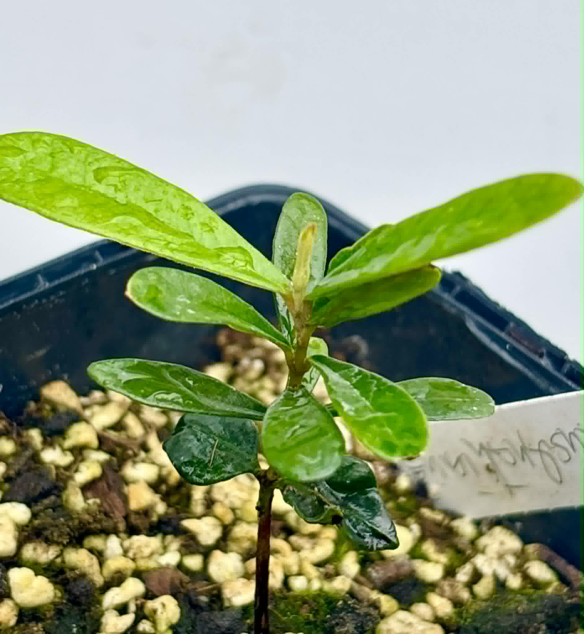 Myrcia luschnathiana -  1 potted seedling / 1 getopfter Sämling