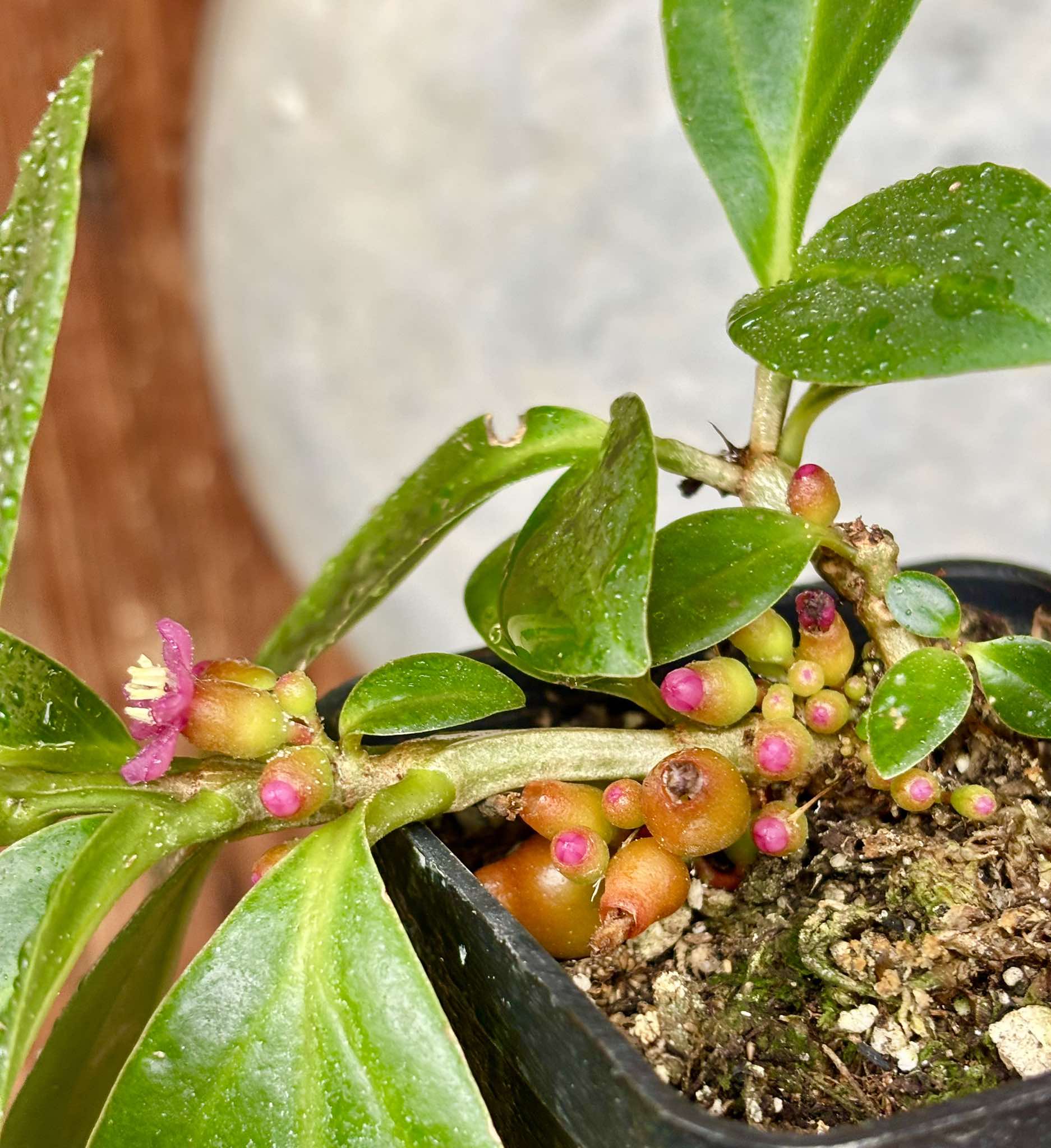 Medinilla loranthoides - 1 potted plant / 1 getopfte Pflanze
