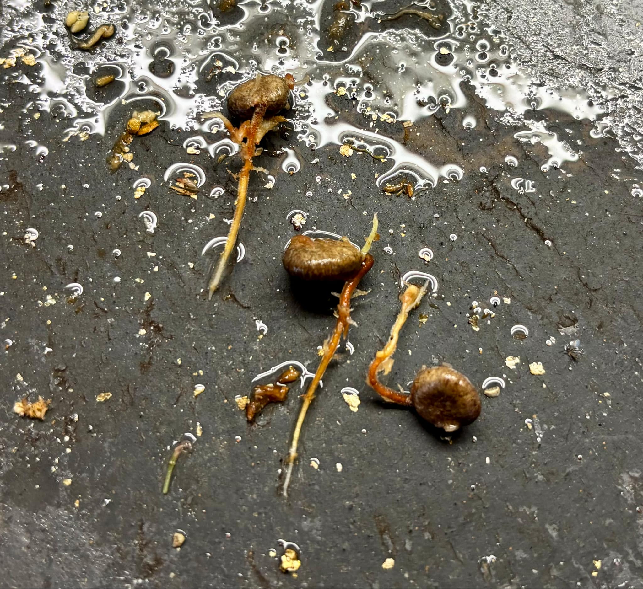 Eugenia sp Itacare vermelha -  1 germinated seed / 1 gekeimter Samen