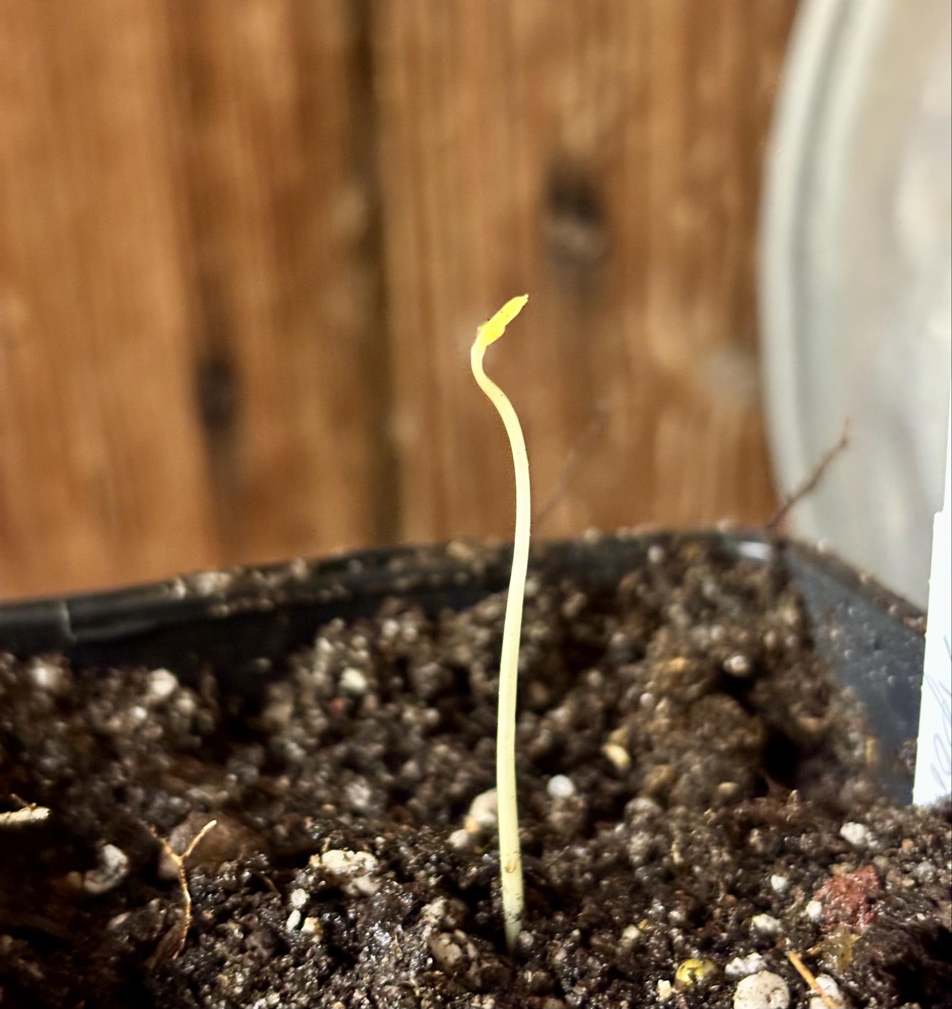 Psidium sp Aporá - 1 potted seedling / 1 getopfter Sämling