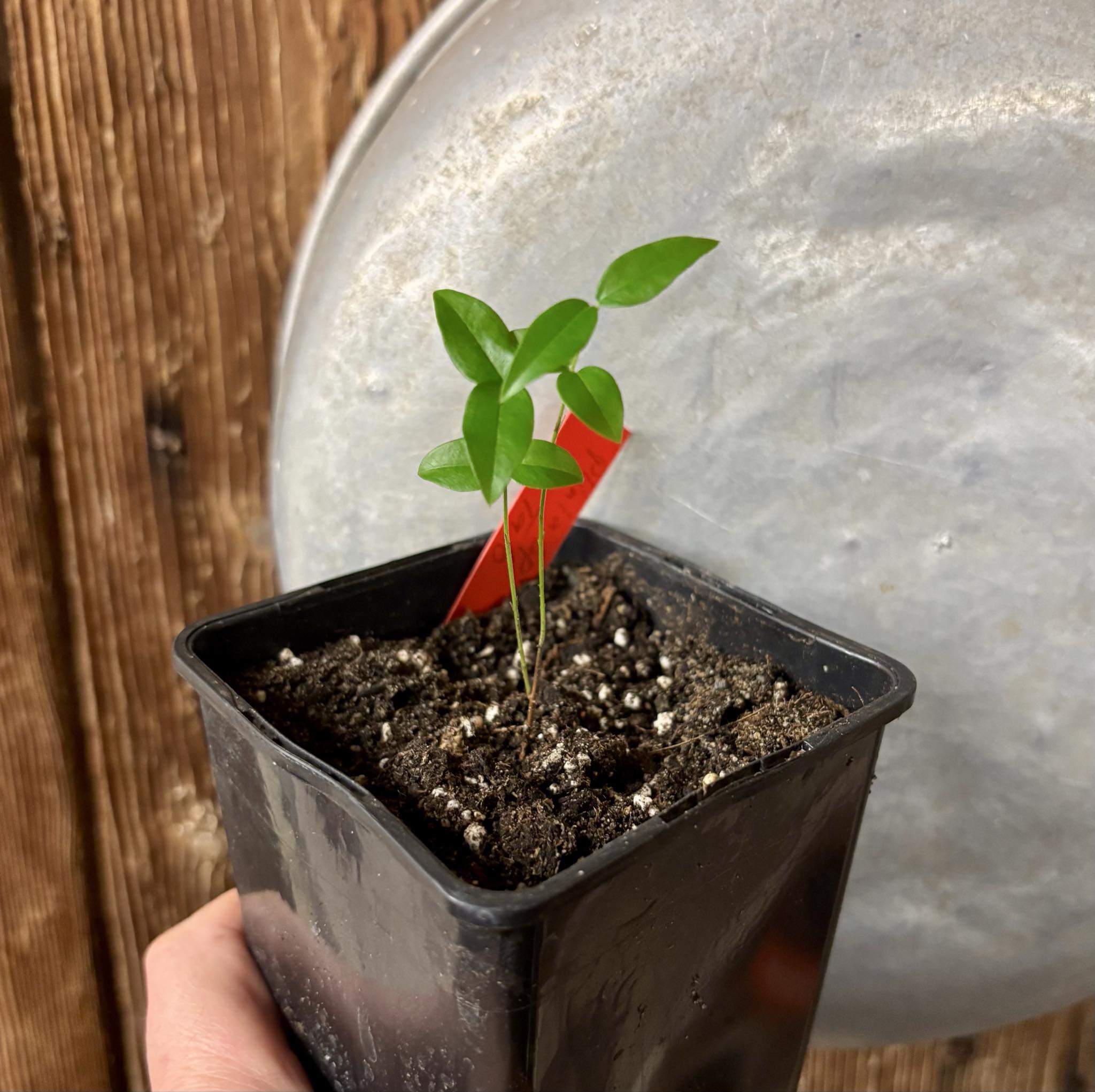 Plinia sp. de Talo - 1 potted seedling / 1 getopfter Sämling