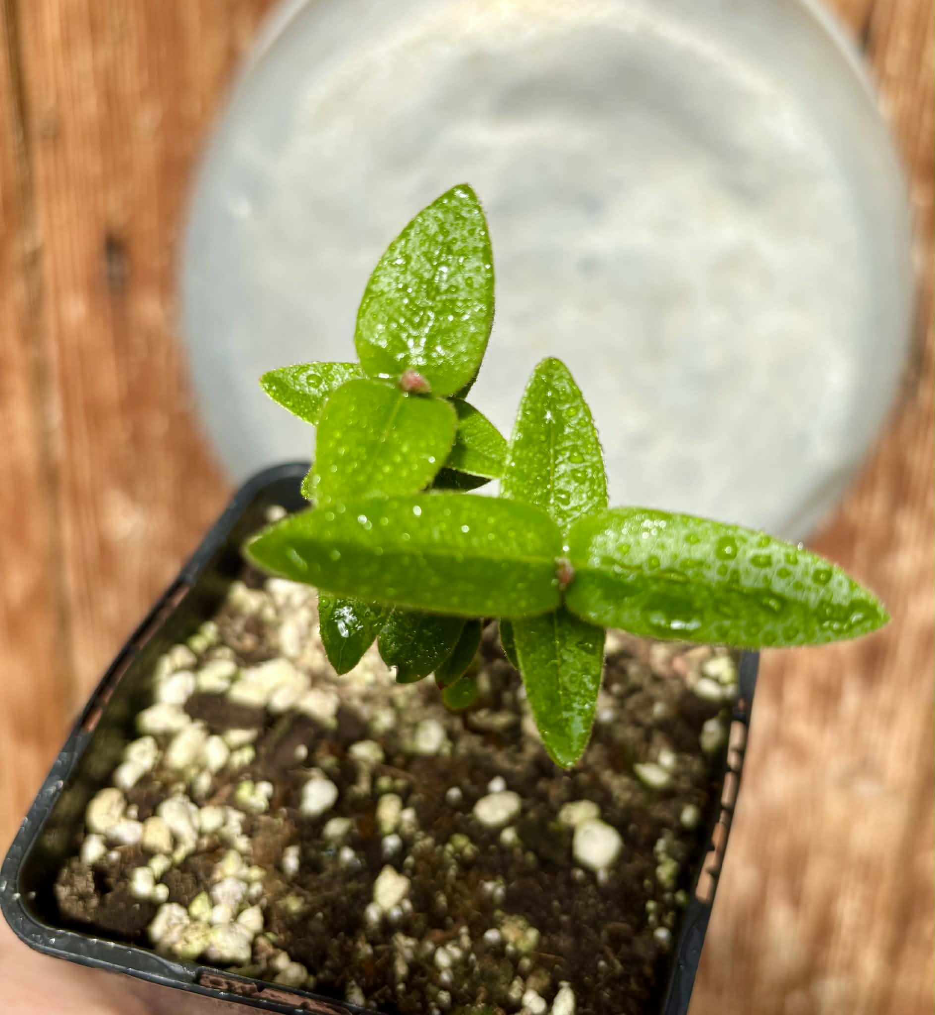 Myrciaria caerulescens (Roxa - Blue Guaquiea) - 1 potted seedling / 1 getopfter Sämling