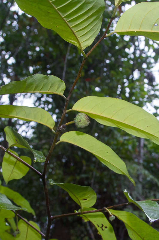 Annona exsucca - 1 fresh seed / 1 frischer Samen