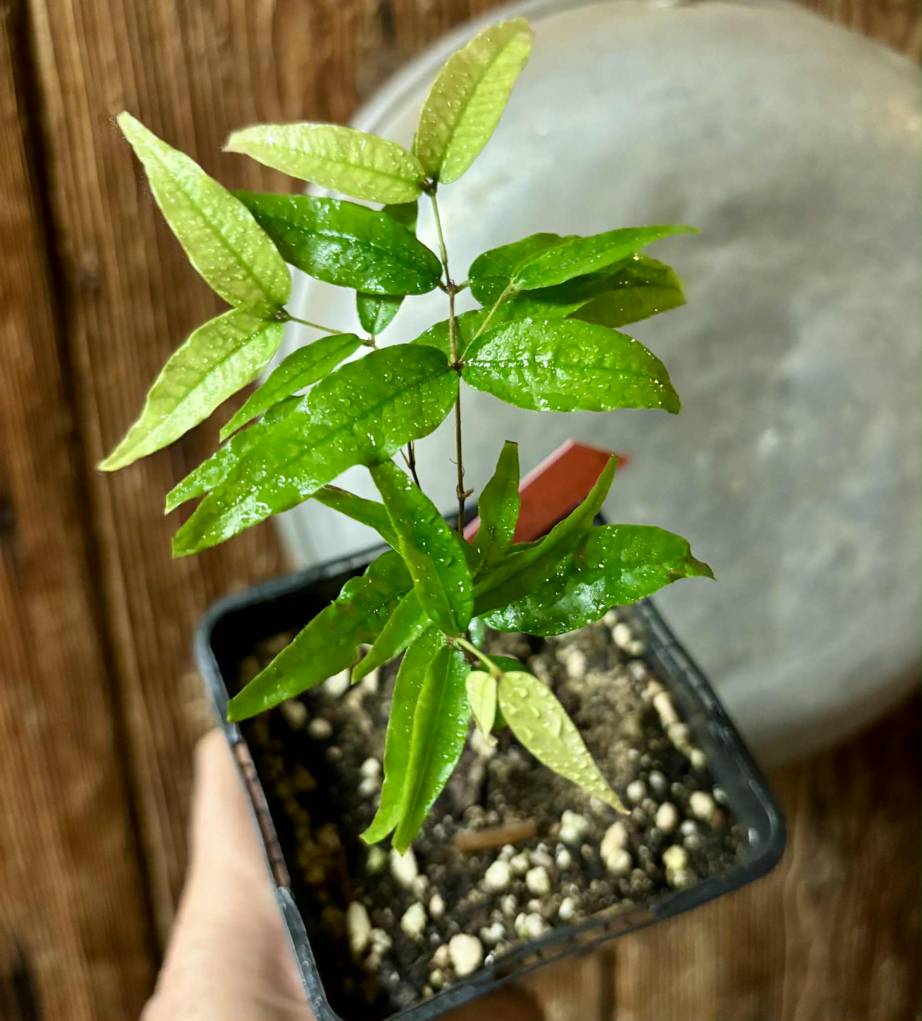 Jaboticaba - Plinia sp Rajada Cabo longo verde -  1 small potted seedling / 1 kleiner, getopfter Sämling