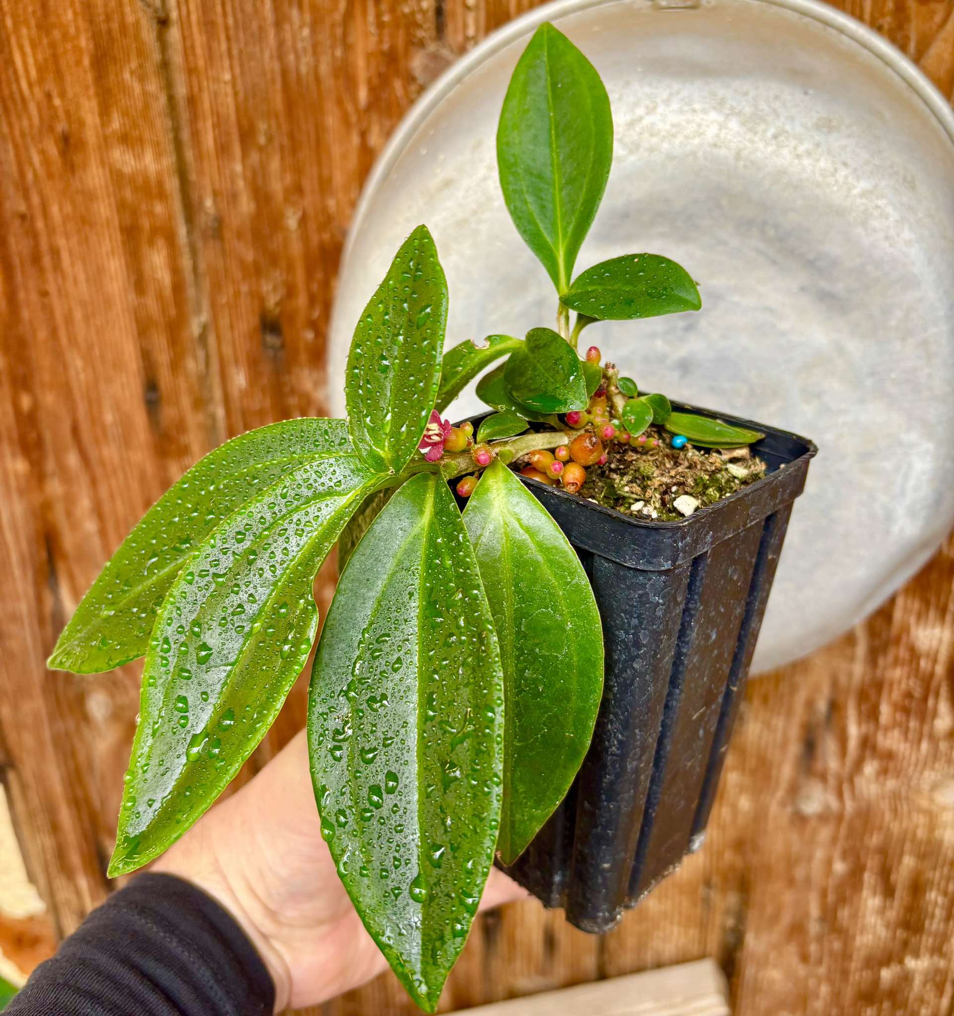 Medinilla loranthoides - 1 potted plant / 1 getopfte Pflanze