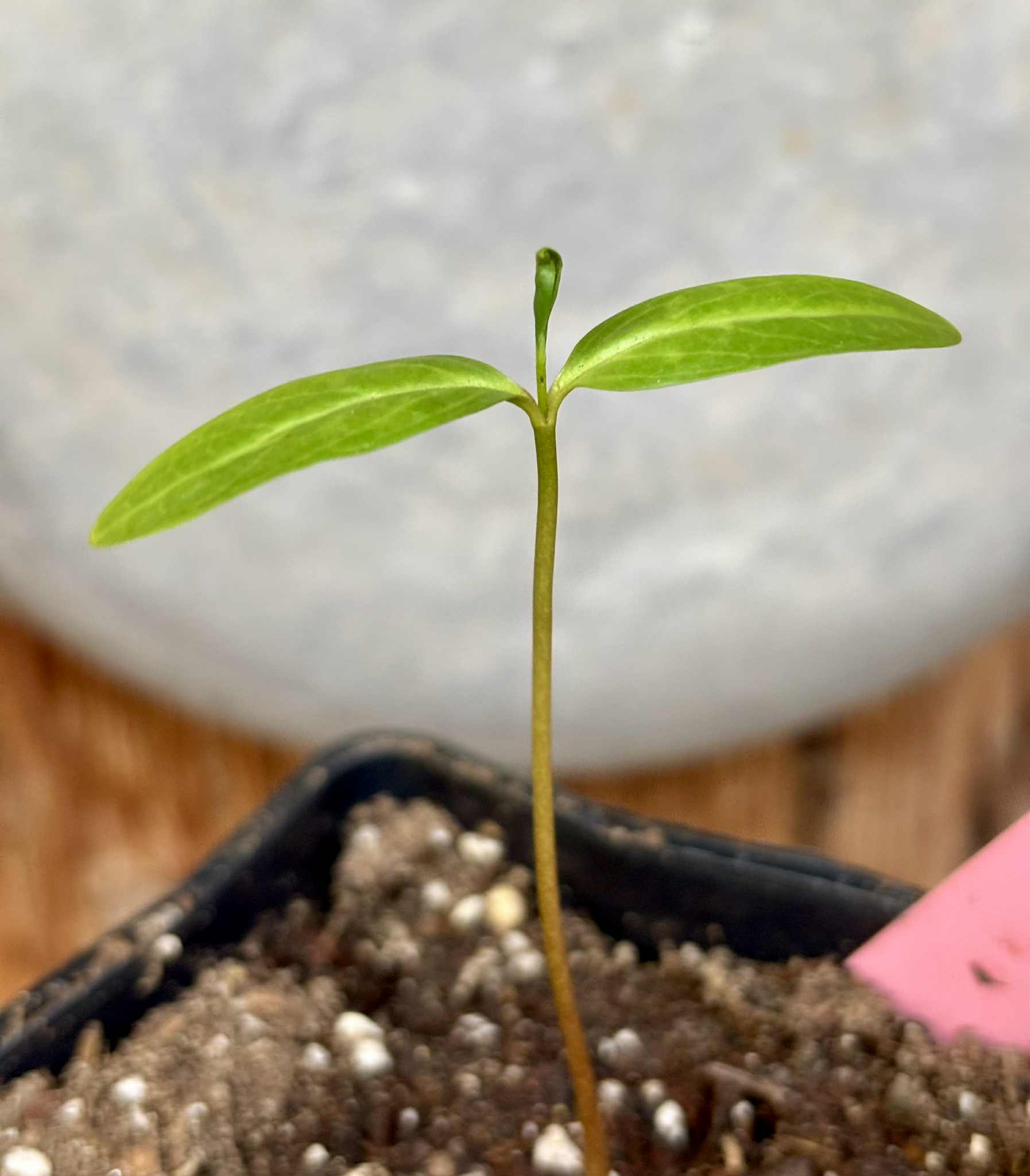 Annona glabra - 1 potted seedling / 1 getopfter Sämling