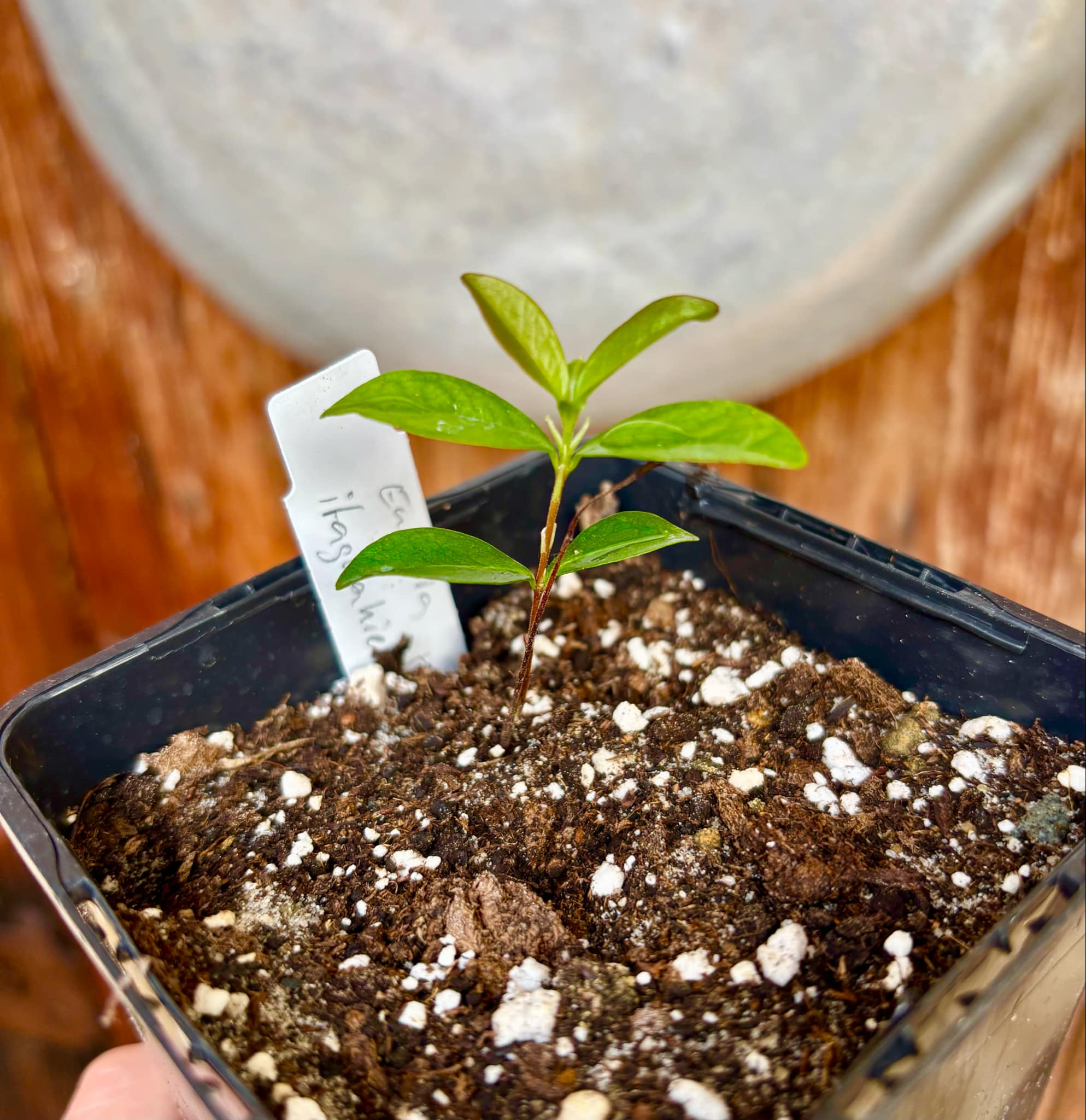 Dwarf Grumixama (Eugenia itaguahiensis) - 1 small potted seedling / 1 kleiner, getopfter Sämling Dwarf Grumixama (Eugenia itaguahiensis) - 1 small potted seedling / 1 kleiner, getopfter Sämling
