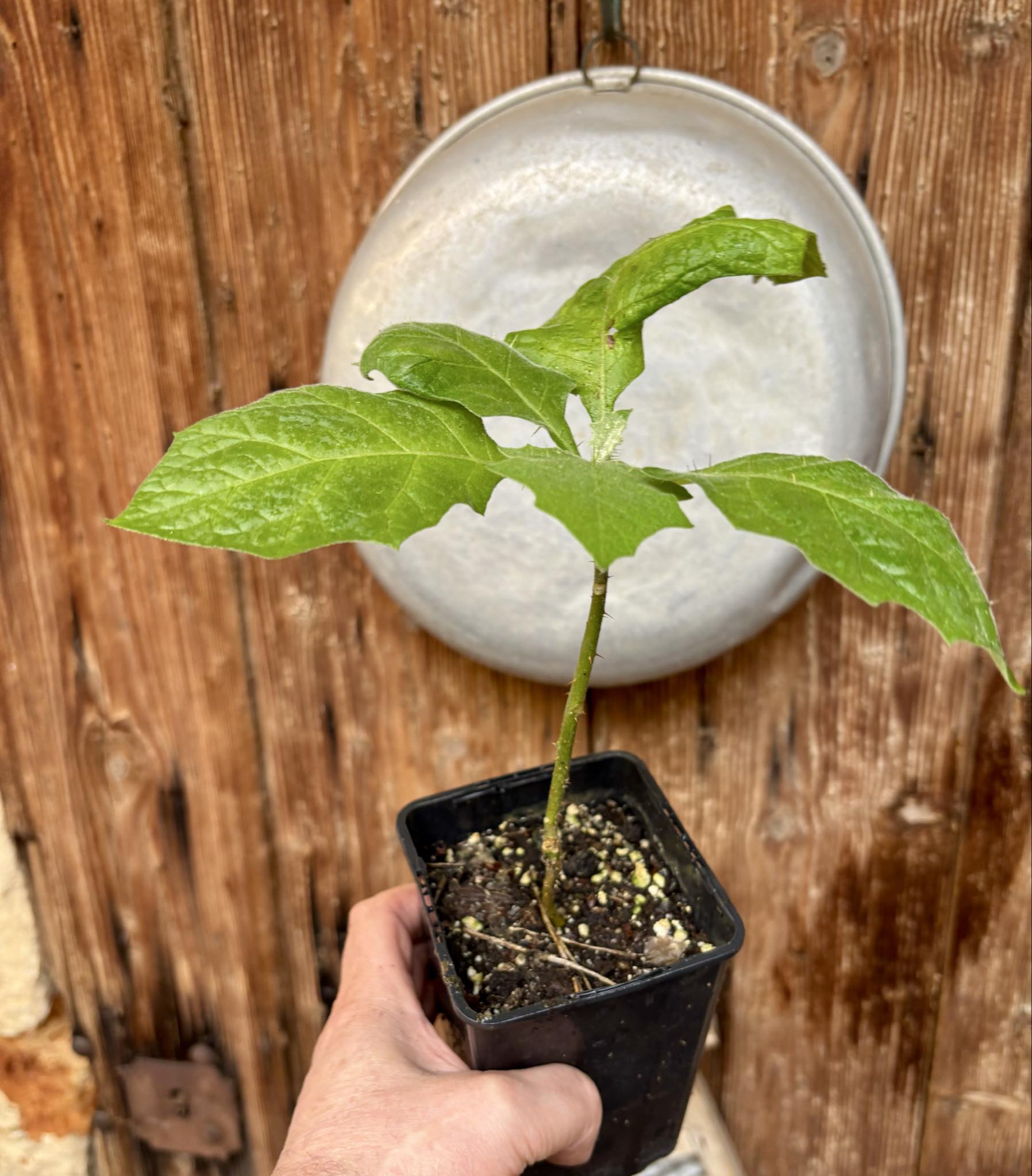 Juã-Açu - Solanum oocarpum - 1 potted plant / 1 getopfte Pflanze