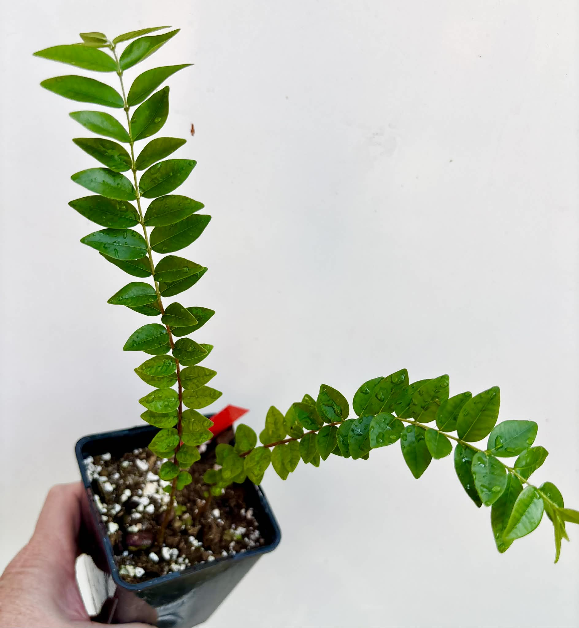 2 in 1 pot - Myrciaria sp Pastora - 2 seedlings in one pot / 2 Sämlinge in einem Topf