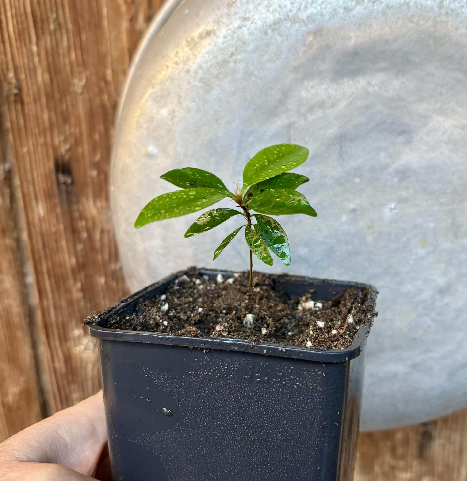 Eugenia sp Nova Rio Guari - 1 potted seedling / 1 getopfter Sämling