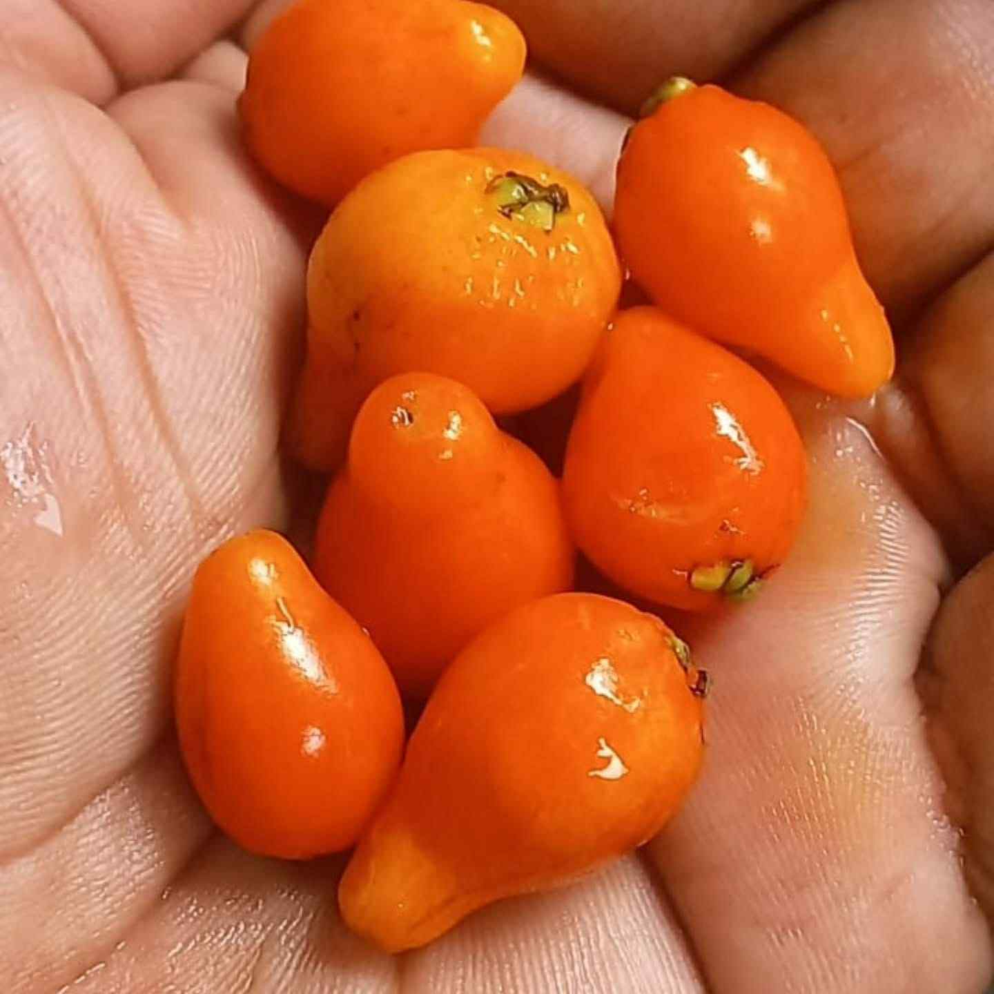 Collection of 5 new Eugenia -  5 different potted Eugenia / 5 verschiedene, getopfte Eugenia