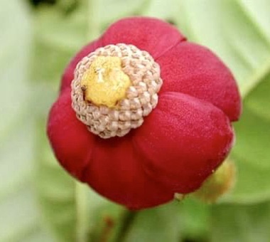 Uvaria hirsuta -  1 germinated seed / 1 gekeimter Samen