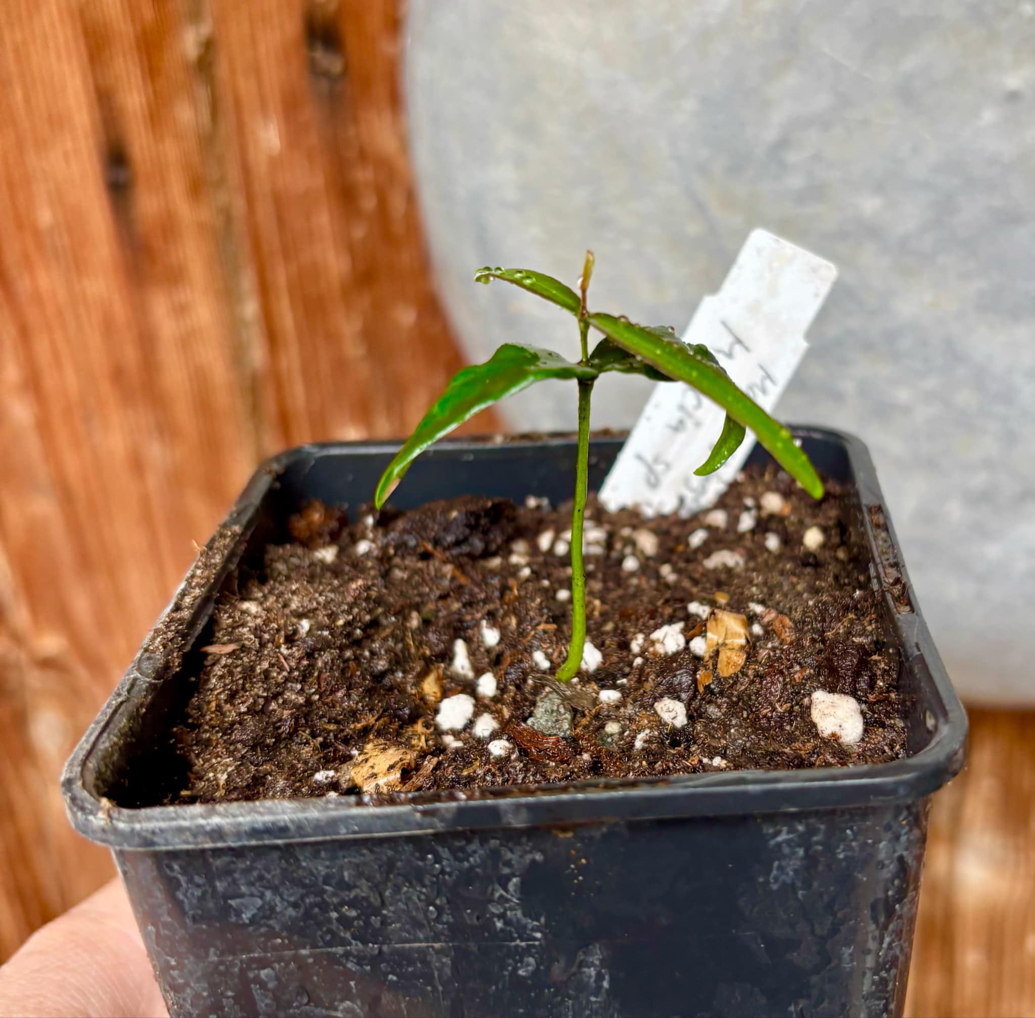Mapirunga (Myrcia sp.) - 1 small potted seedling / 1 kleiner, getopfter Sämling Mapirunga (Myrcia sp.) - 1 small potted seedling / 1 kleiner, getopfter Sämling