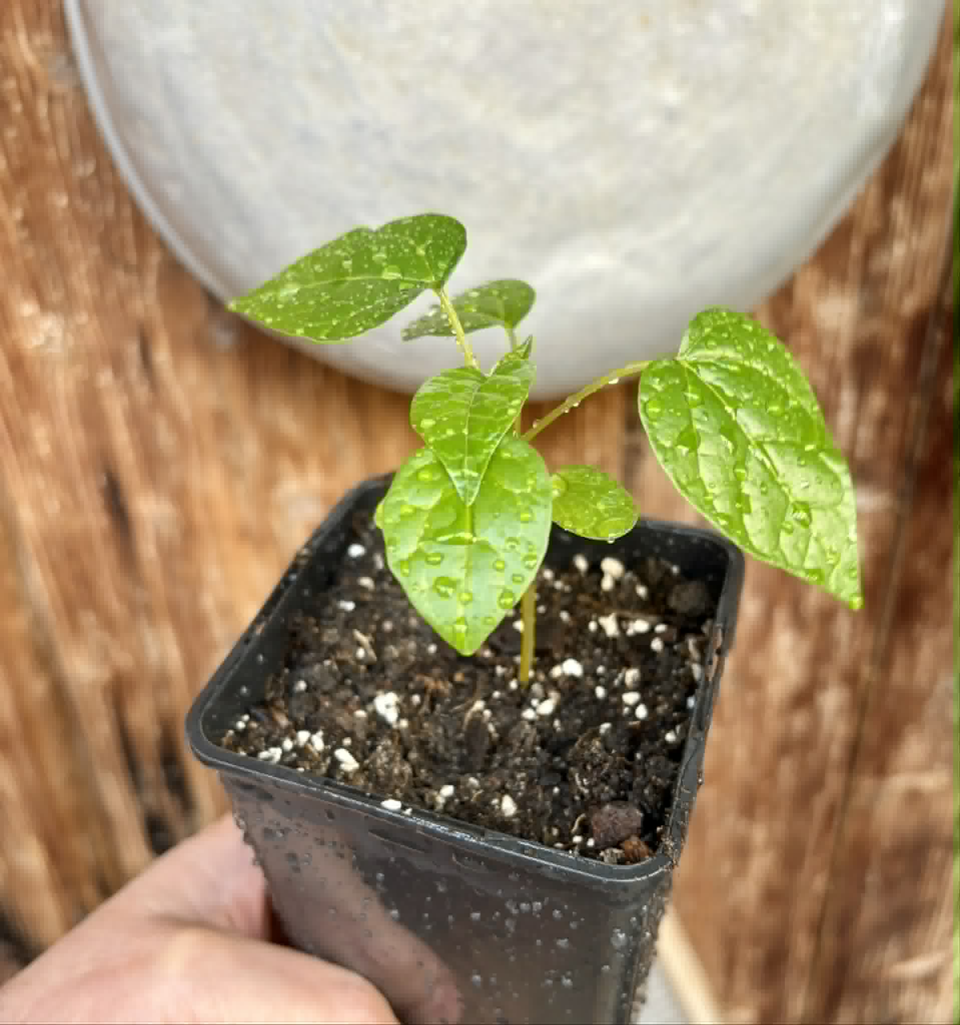 Vasconcellea pubescens - 1 potted seedling / 1 getopfter Sämling